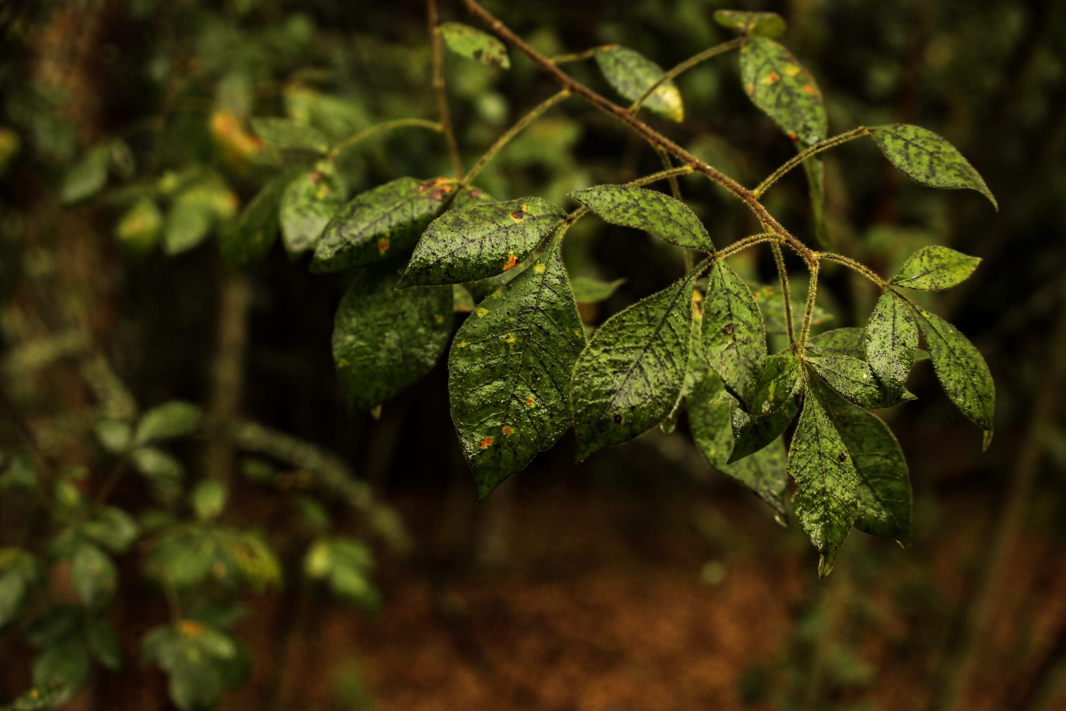 dark, droplets, lichen, tree, branch, rademeyers, plants, experience, plant part, close-up, tranquility, greenery, focus on foreground, explore, food and drink, HD Wallpaper