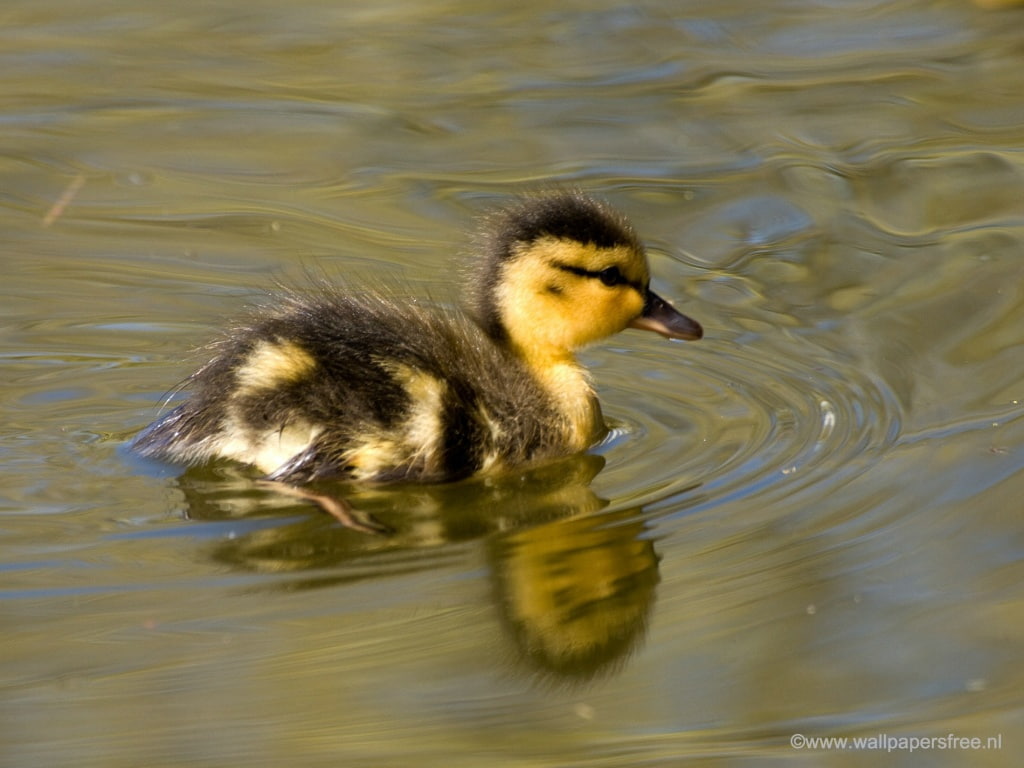 duck, ducks, swimming, little, river, 480P, animals, art, water, hd, HD Wallpaper