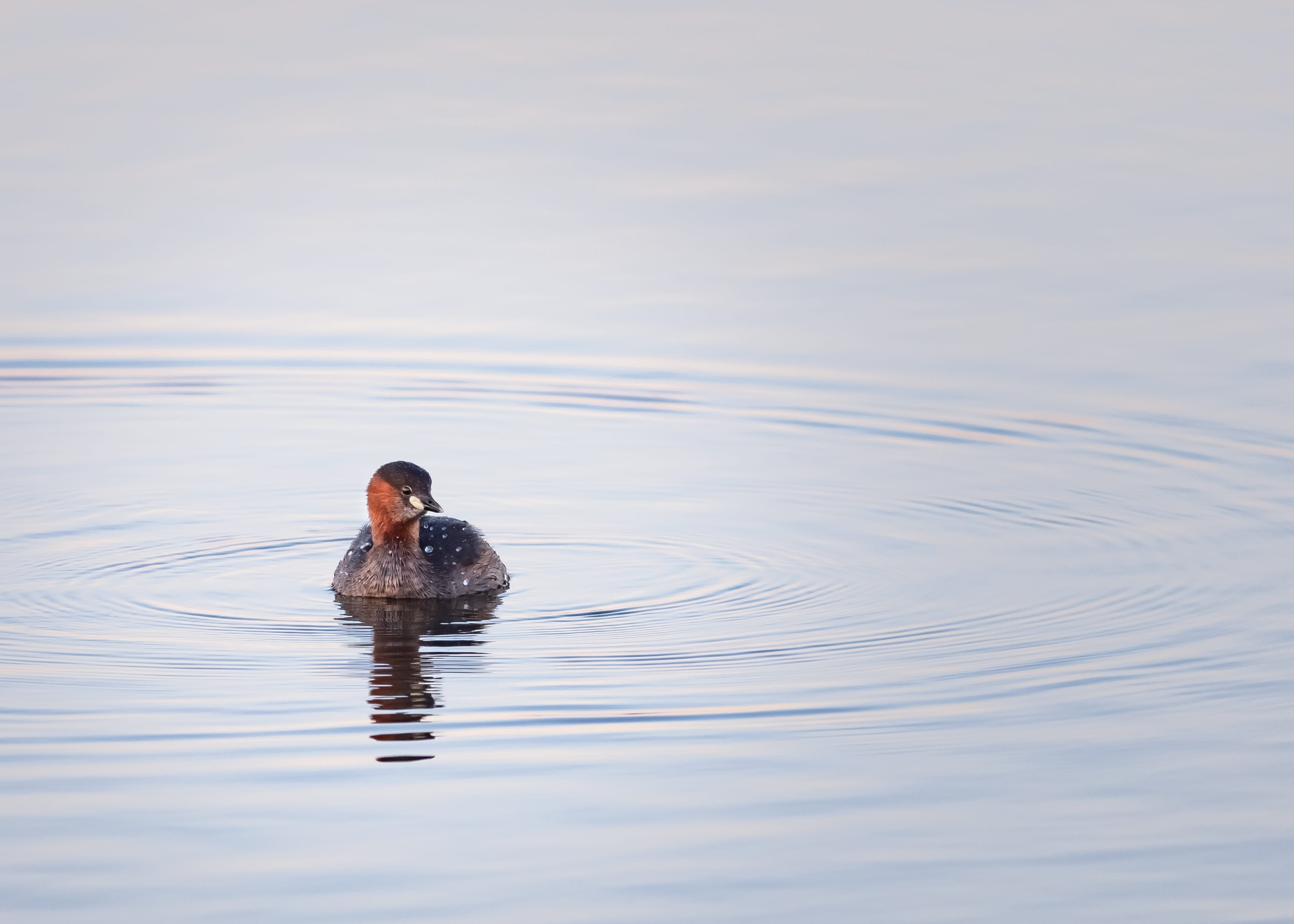day, vertebrate, avian, ocean, animals in the wild, animal, waterfowl, little grebe, pond, poultry, duck, water bird, animal themes, 2K, swimming, river, HD Wallpaper