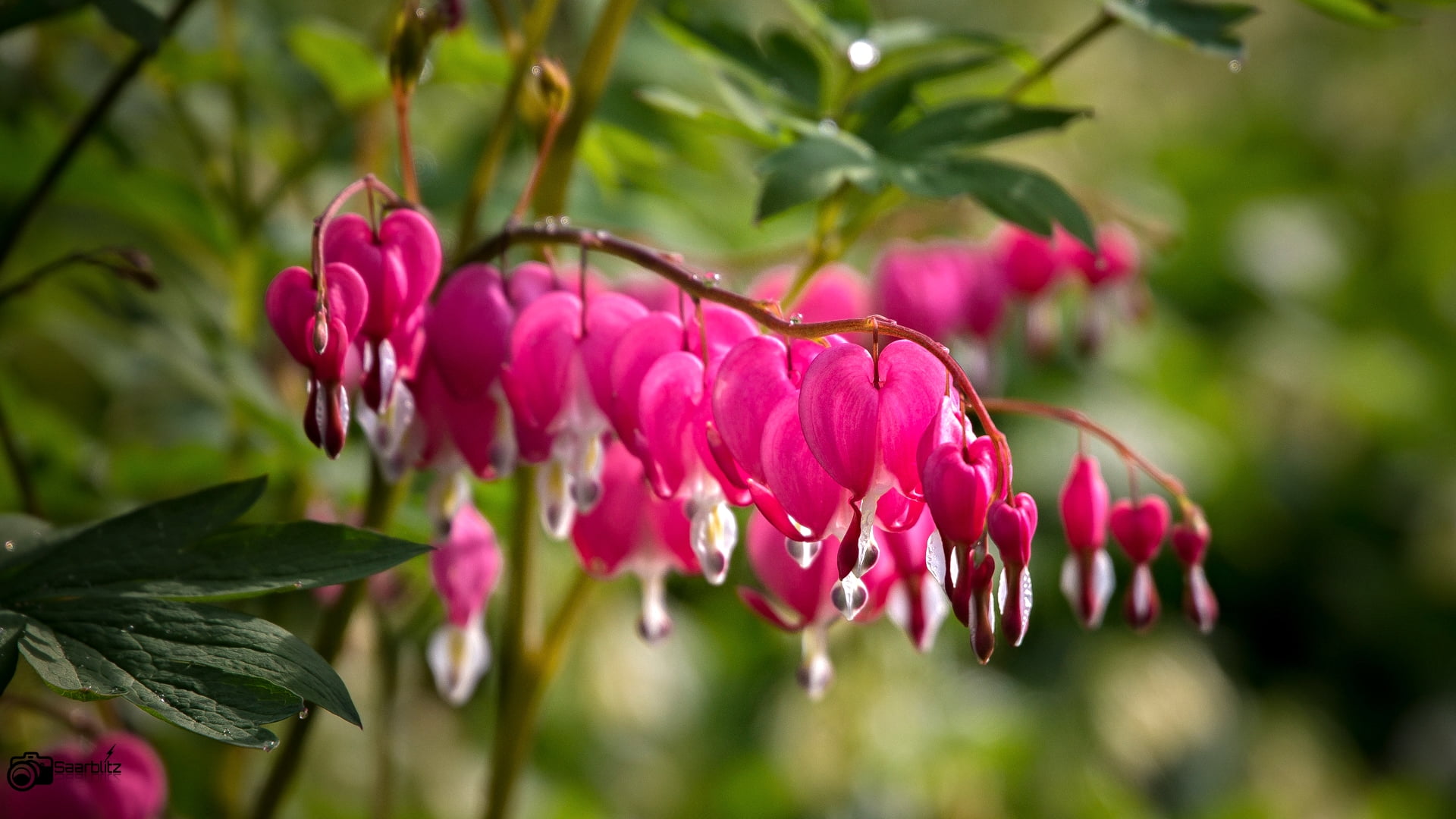 germany, blumen, canon, saarbrücken, selective focus, red, plant, Lamprocapnos spectabilis, nature, lamprocapnos, selective, photography, flower, leaf, HD Wallpaper