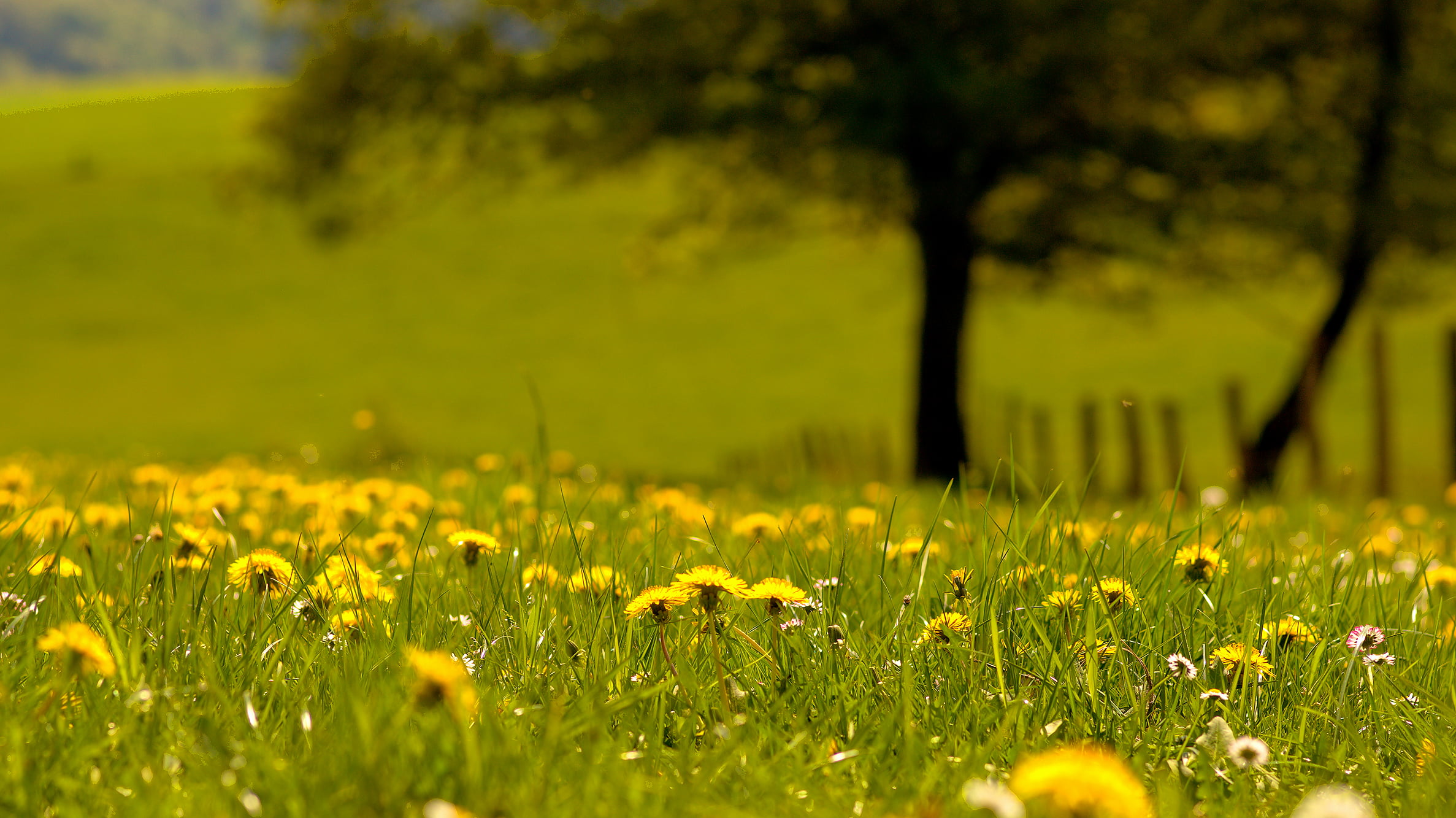 beauty In Nature, summer, Limited, geotagged, field, 1080P, petal, springtime, rural Scene, plant, GPS, FA, Samsung GX10, outdoors, green Color, nature, HD Wallpaper
