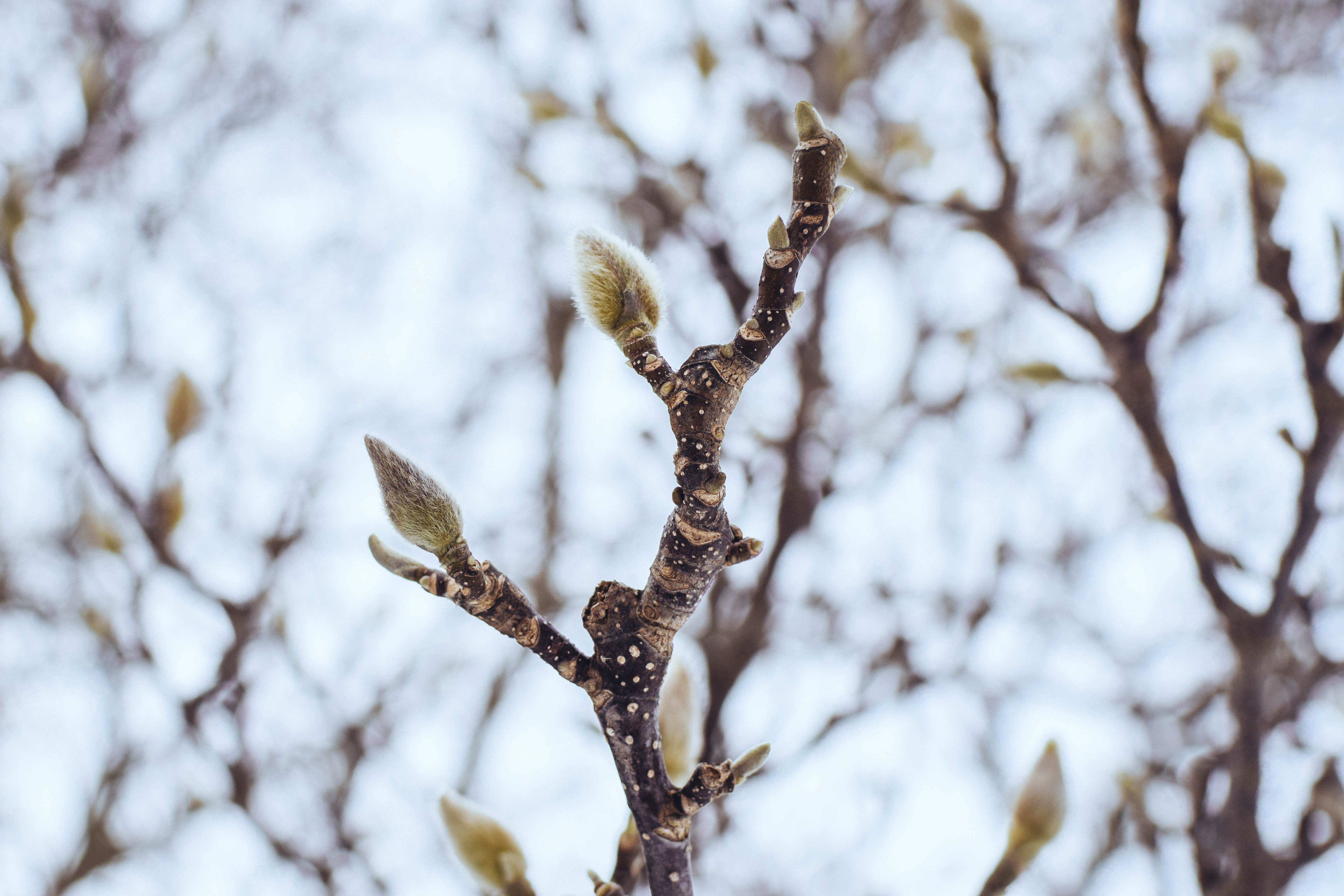 outdoors, day, tree, tranquility, snow, focus on foreground, selective focus, coniferous tree, frozen, flower, pine tree, winter, spring, no people, low angle view, HD Wallpaper