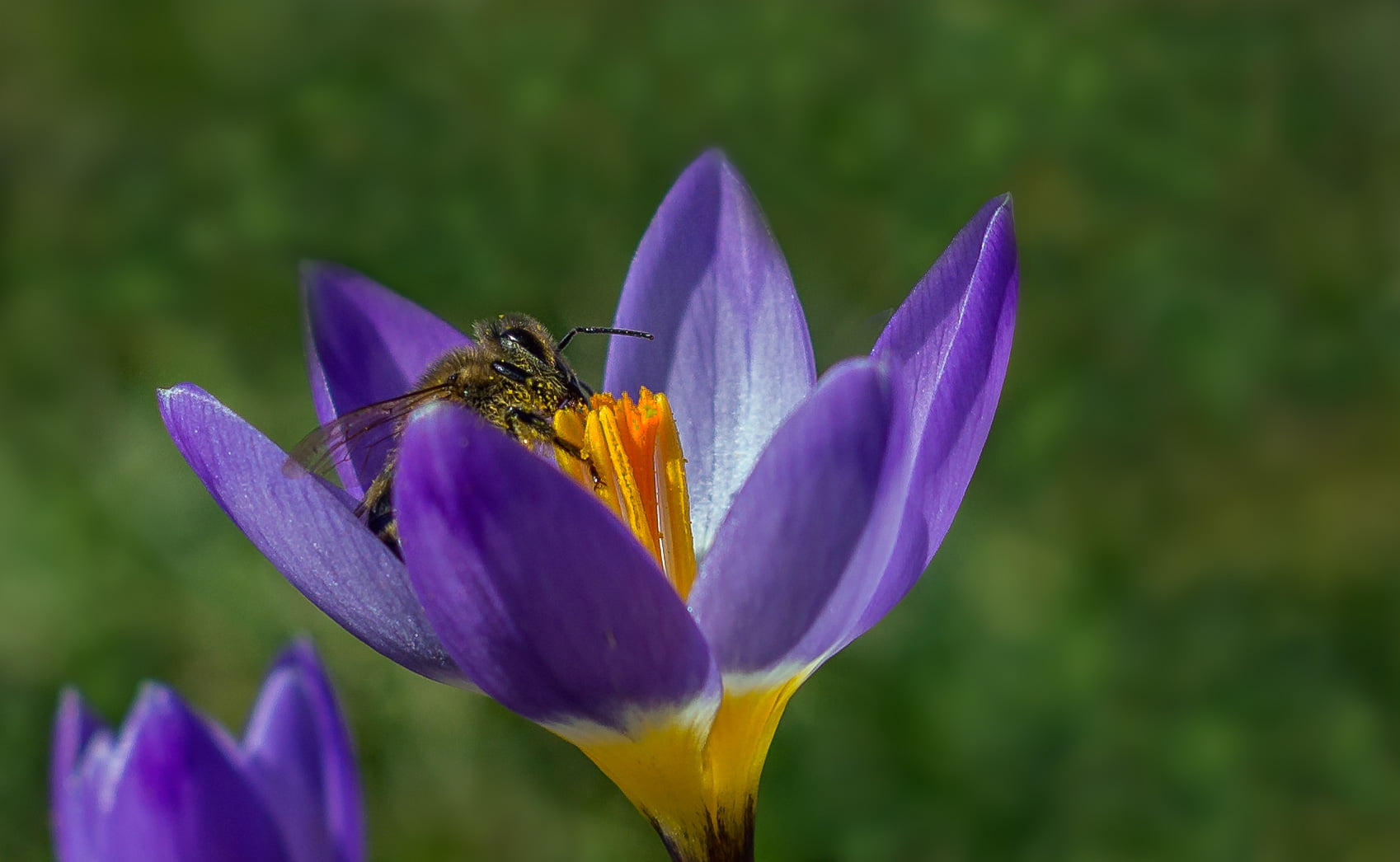spring, Krokus, 720P, Stempel, bee, Blumen, lens, purple flower, photography, Frühling, fleißig, Nektar, purple, tilt shift lens, tilt, busy, Pollen, shift, HD Wallpaper