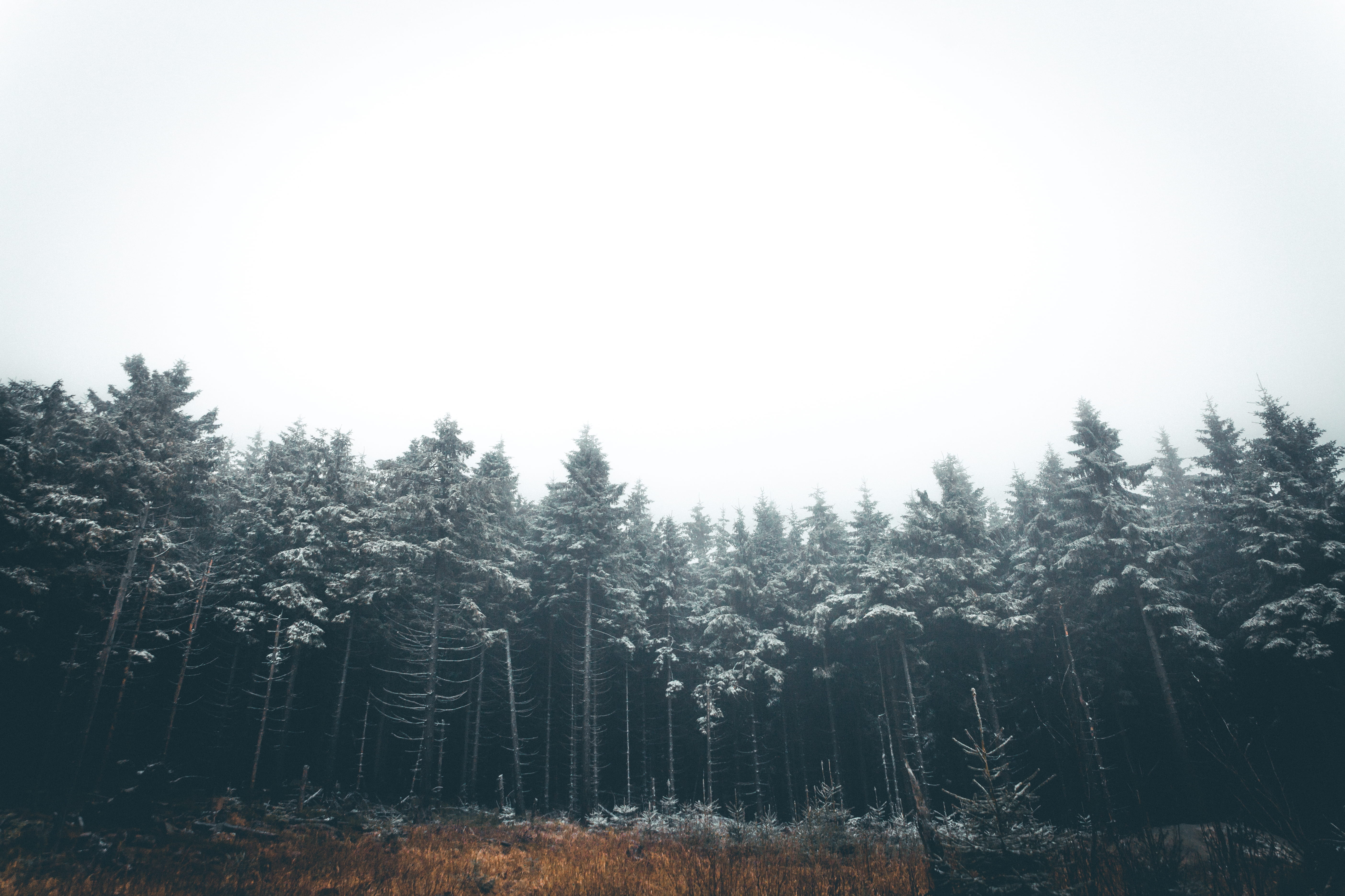 non-urban scene, scenics - nature, mood, outdoor, landscape, hiking, woodland, tree, idyllic, pine tree, plant, clear sky, forest, nebel, outdoors, wald, HD Wallpaper