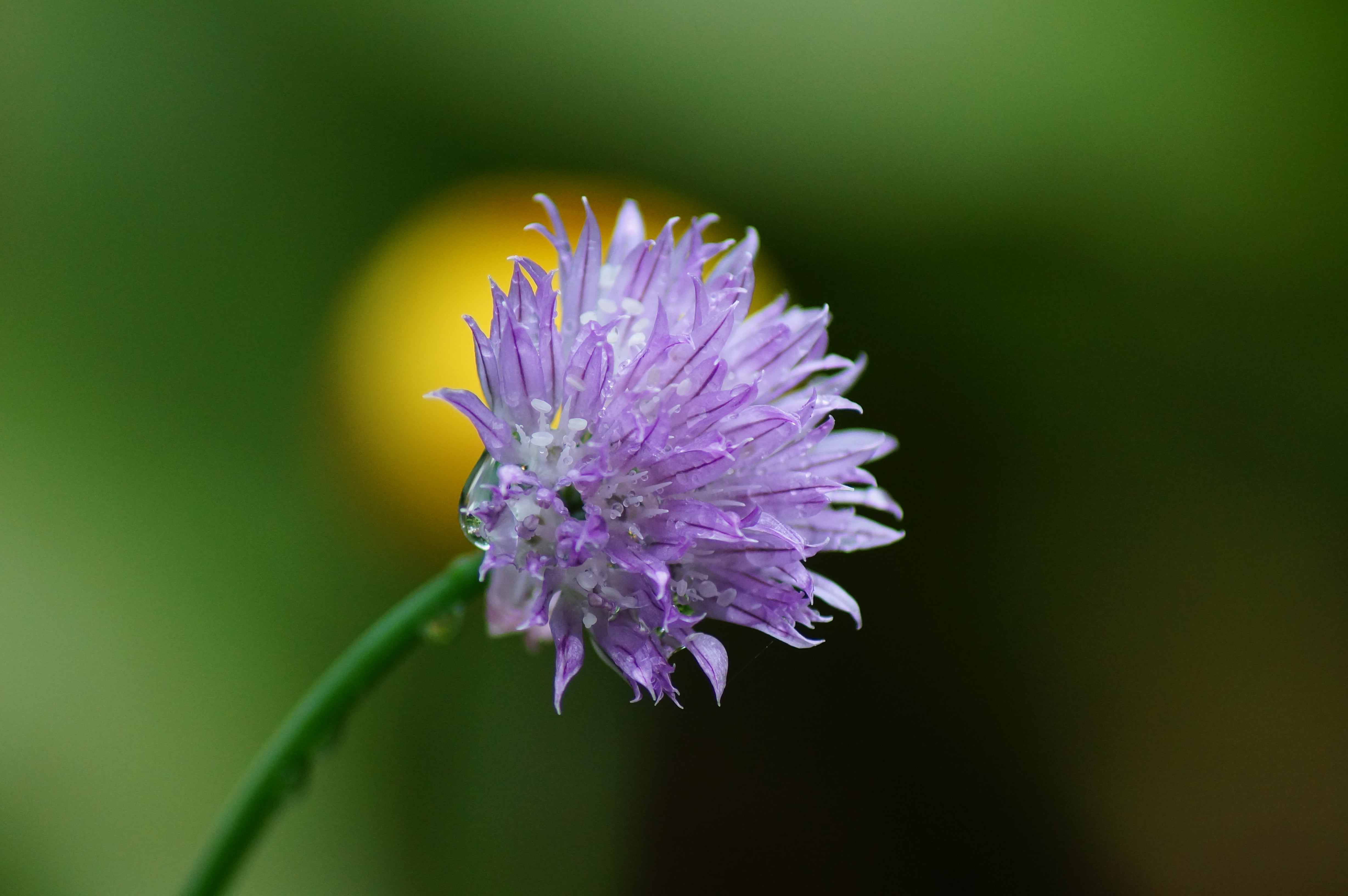 macro, Natur, Makro, light, nature, Plant, bokeh, 4K, summer, photo, Blume, schön, gelb, Käfer, fungi, Blumen, Blätter, purple flower, purple, red  green  blue, HD Wallpaper