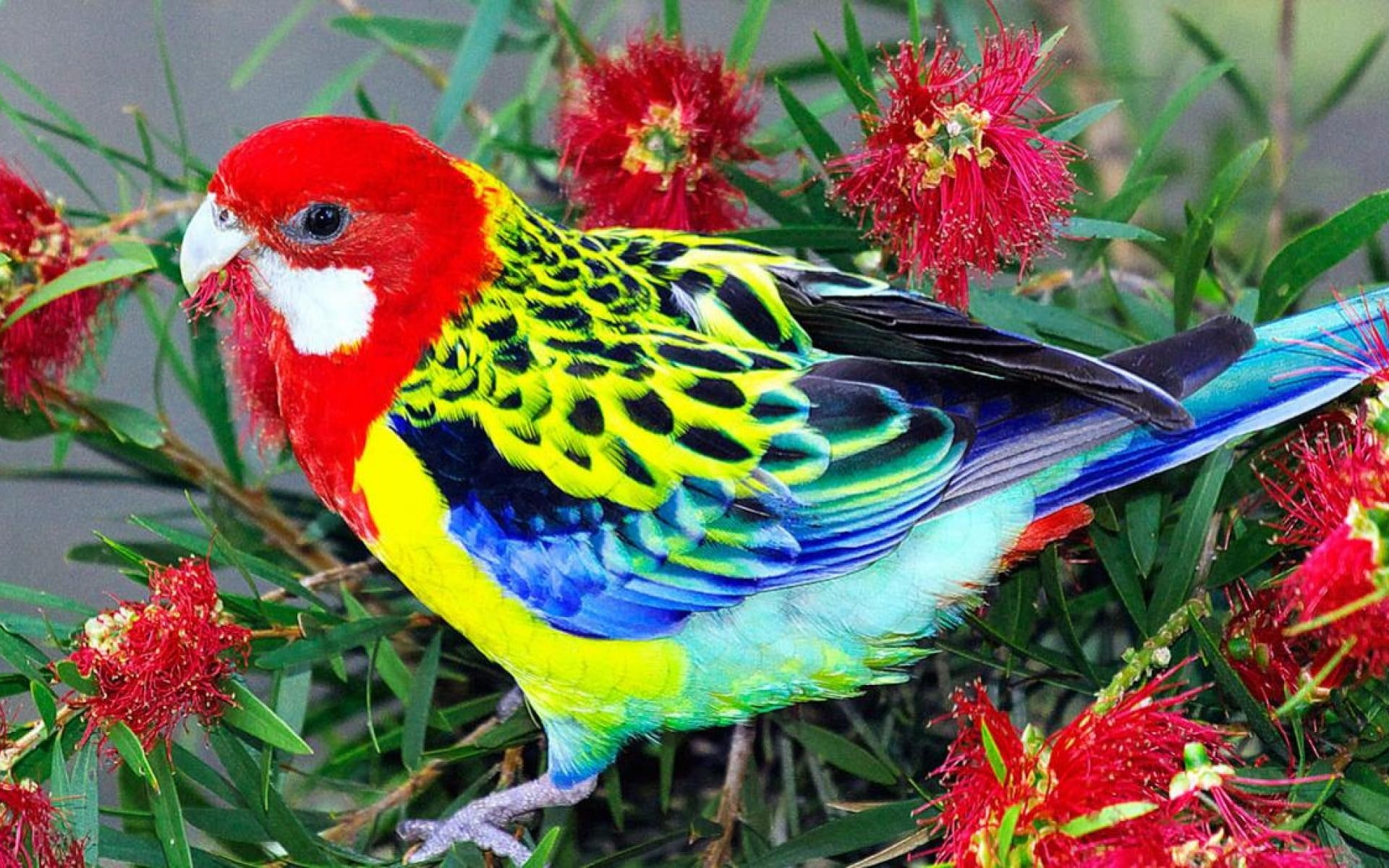 beauty in nature, Blau, vertebrate, bird, one animal, nature, multi colored, Rot, animals in the wild, Deutschland, parrot, plant, perching, animal themes, HD Wallpaper