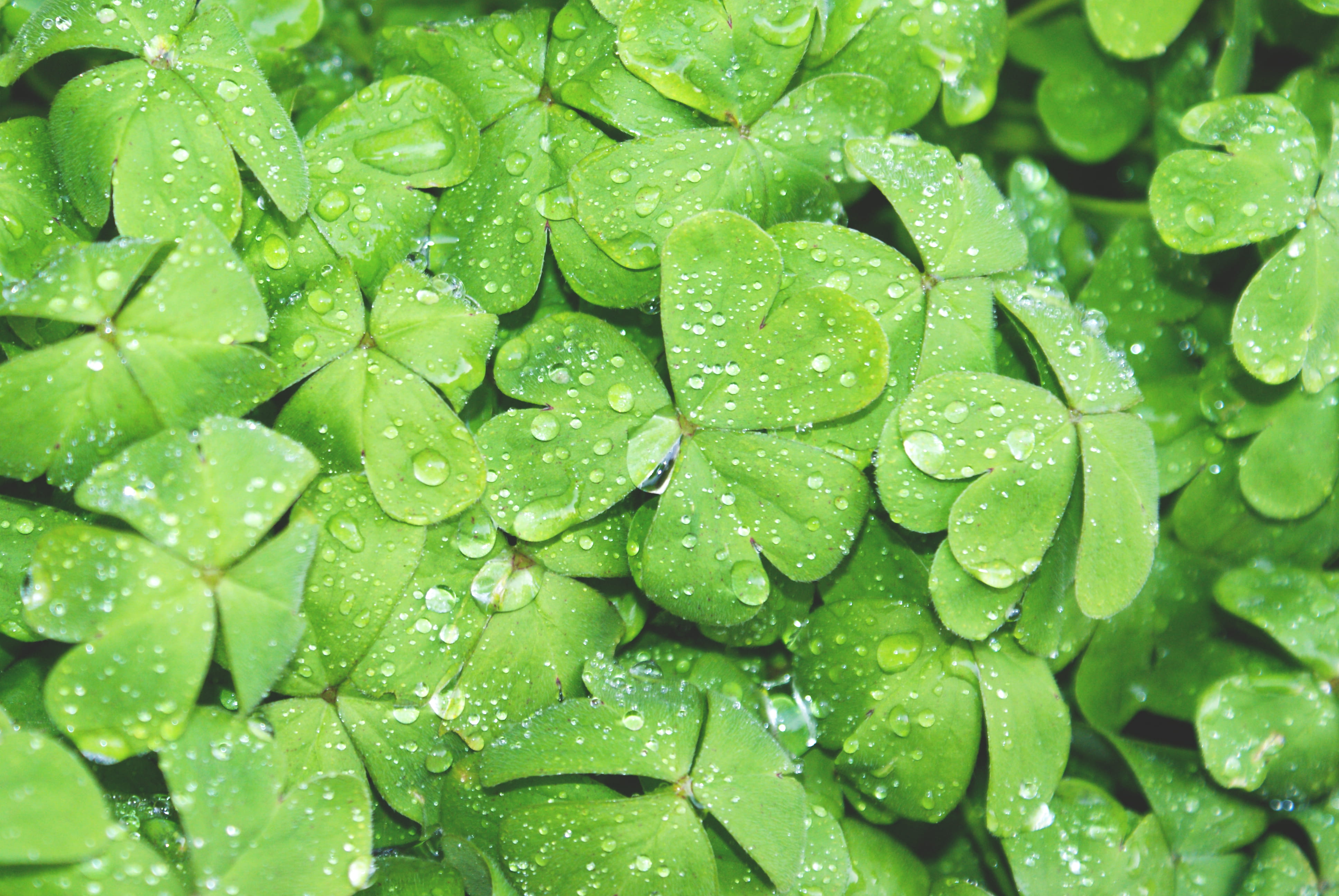 rain, leaf, nature, rainy season, close-up, backgrounds, dew, leafe, regen, drop, leaves, clover, raindrop, beauty in nature, grün, dew drop, green color, HD Wallpaper