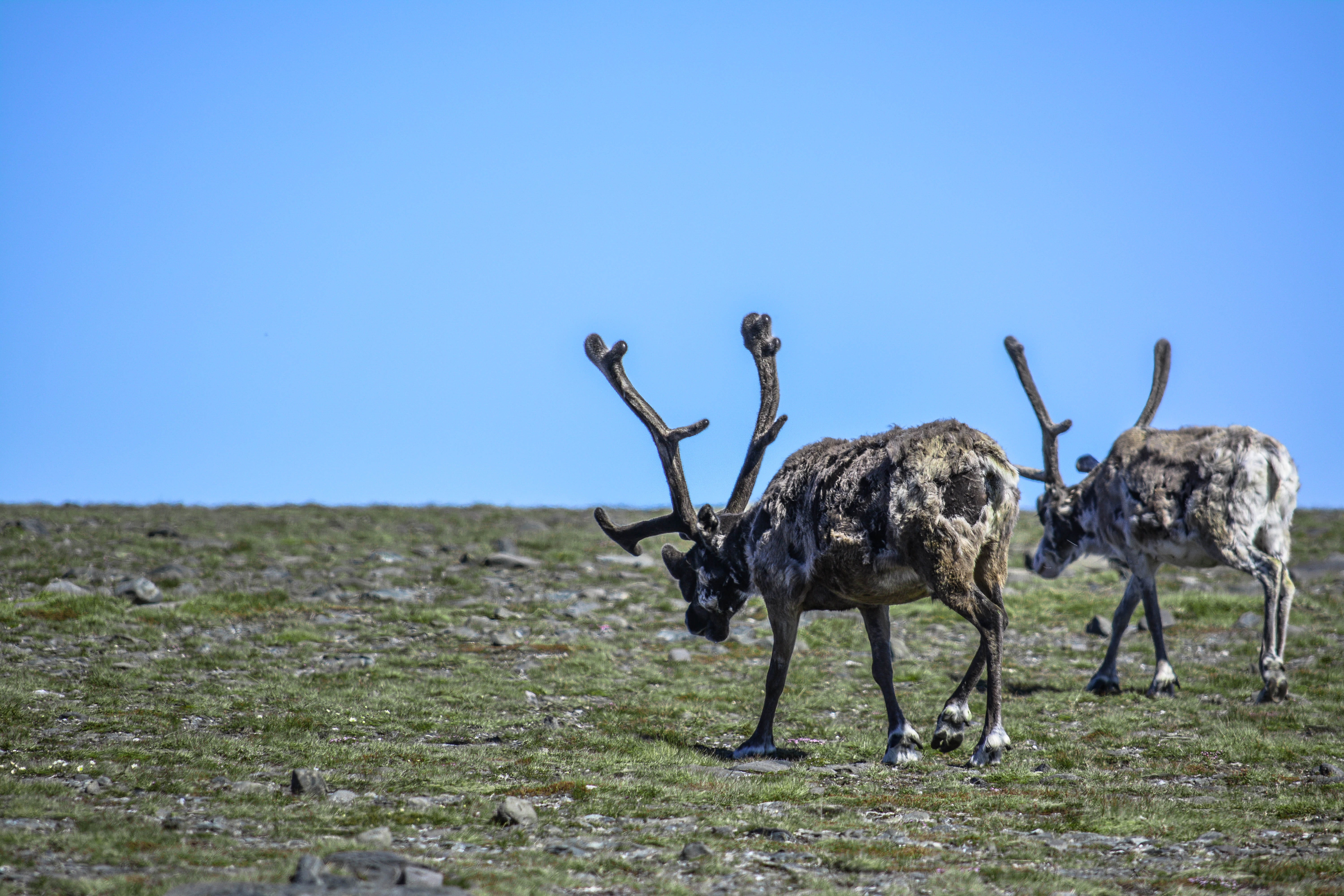 group of animals, animals, outdoors, field, green, clear sky, herbivorous, braun, plant, tiere, nordcapp, renntier, animal, sky, spring, environment, nature, HD Wallpaper