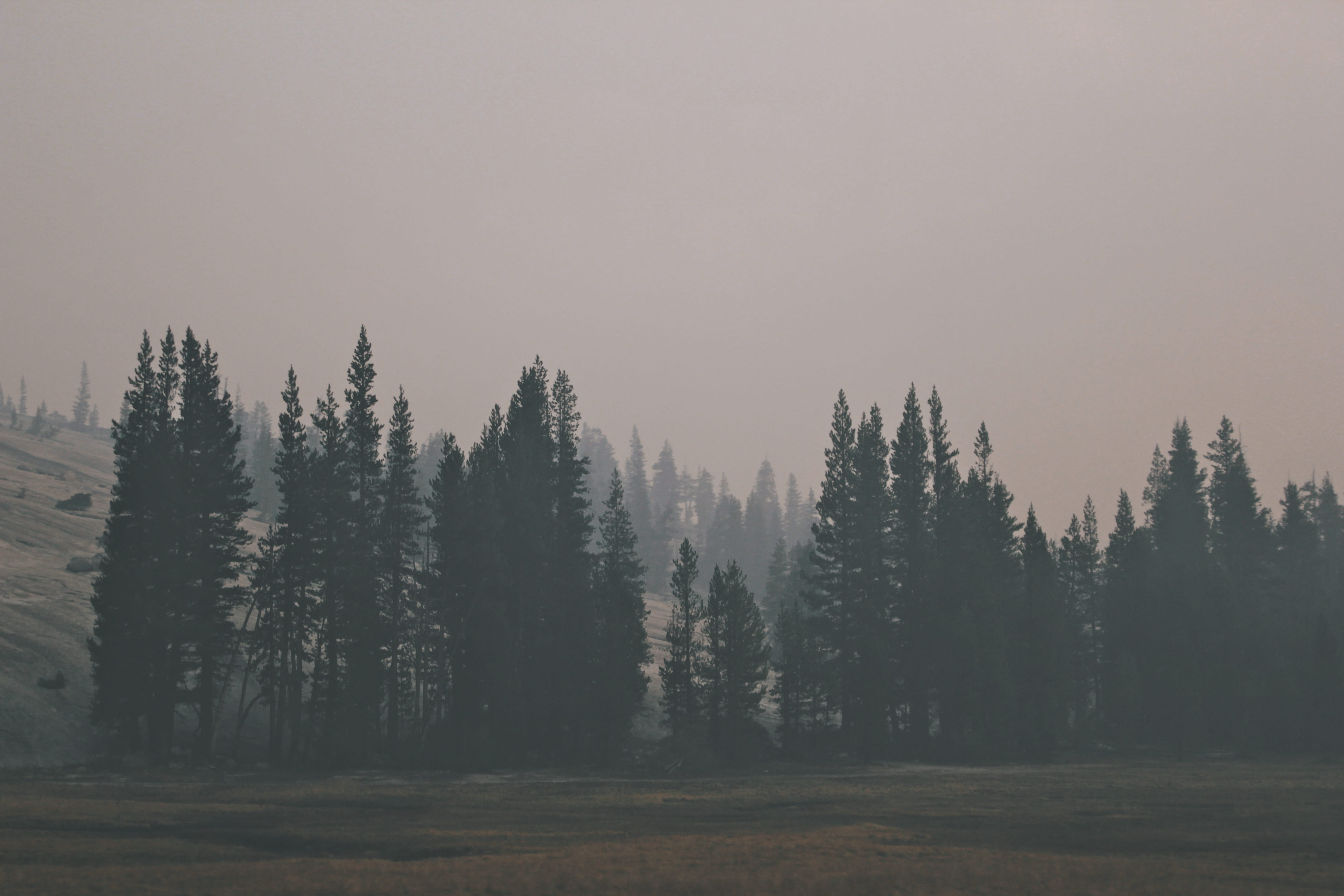 nature, growth, sky, no people, tranquility, düster, forest, wetter, grün, plant, near, landscape, overcast, pine, frösteln, mountain, beauty in nature, HD Wallpaper