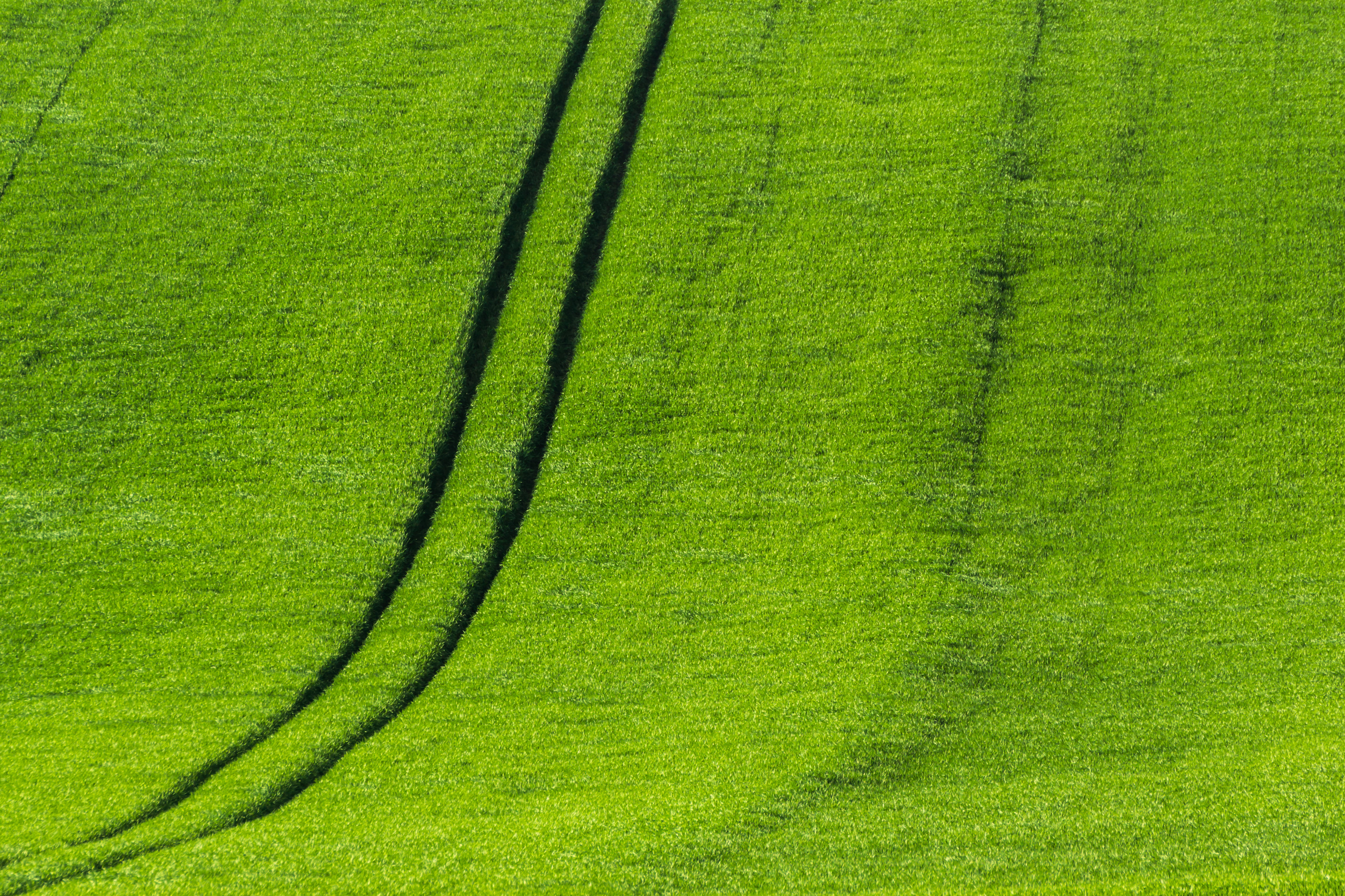 4K, land, oilseed Rape, rural Scene, Harz, agriculture, green Color, landscape, grass field, farm, Grün, grass, nature, daytime, Ostern, summer, green grass, HD Wallpaper