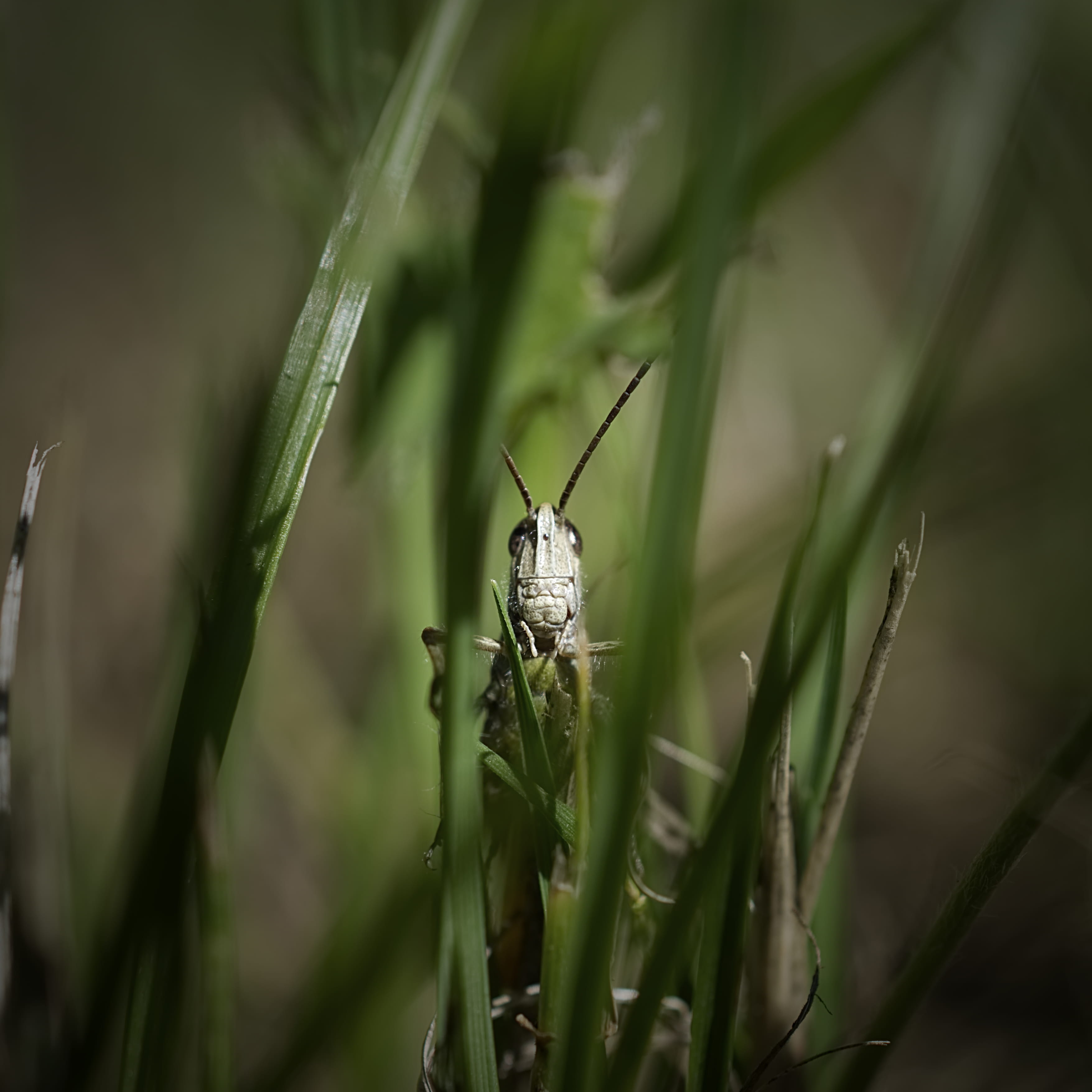 green color, close-up, heuschrecke, insect, 2K, grasshopper, grashüpfer, grasshoper, green, growth, animal body part, grassopper, flower, animals in the wild, Phone HD Wallpaper