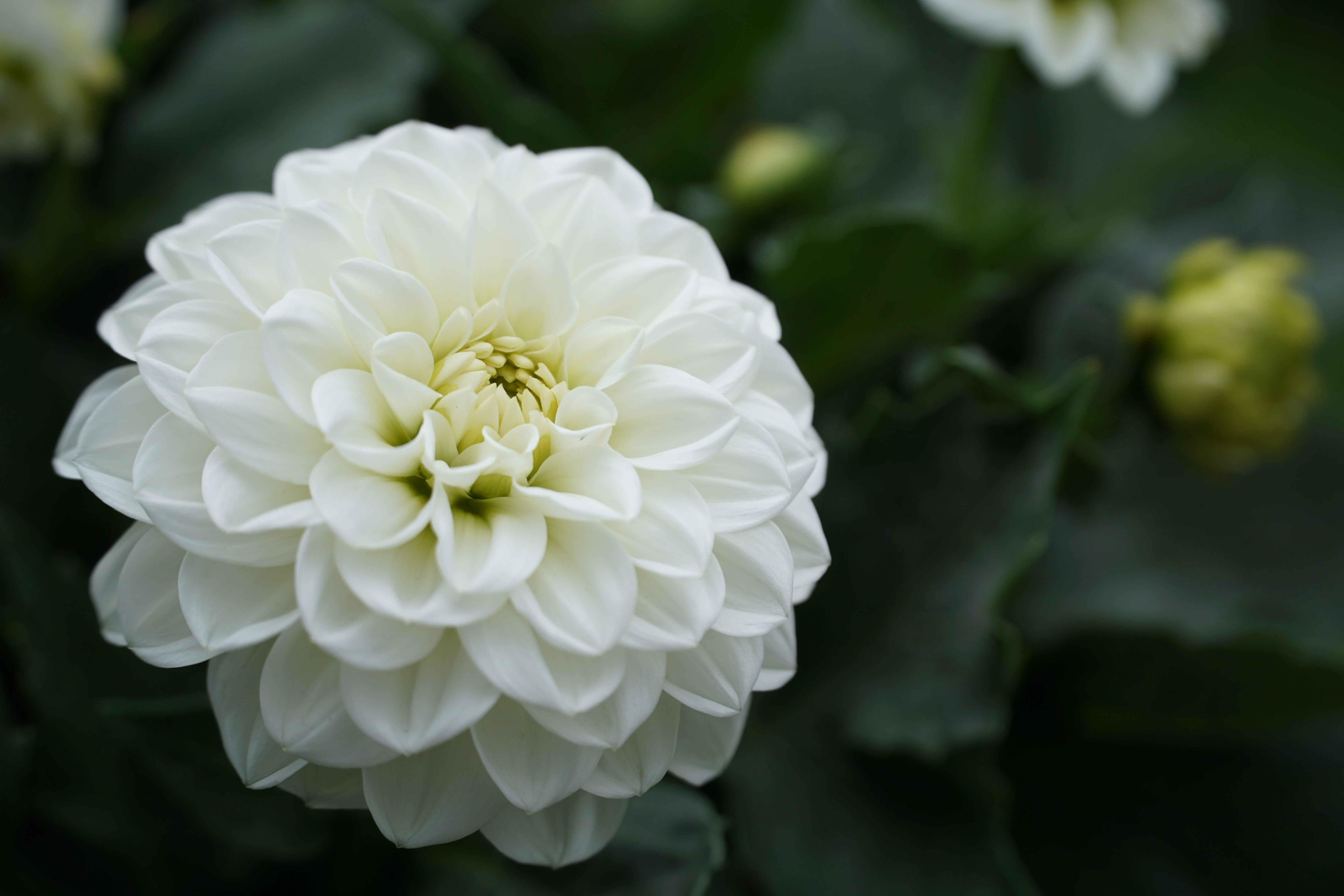 inflorescence, focus on foreground, close-up, vulnerability, nature, white green, growth, green white, spring, fragility, flower head, beauty in nature, HD Wallpaper