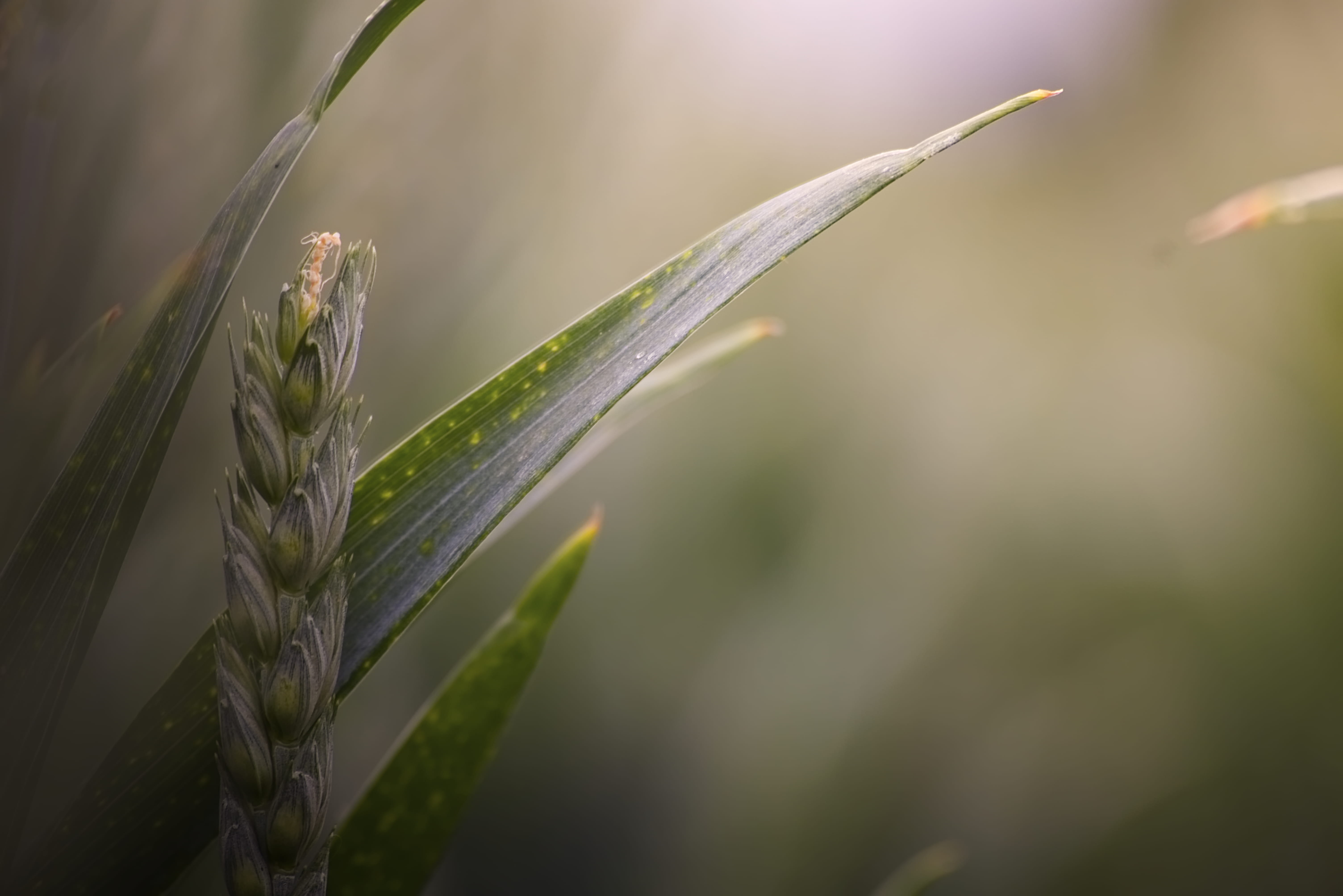 leafed, 5K, food, grass, blade of grass, animal, selective focus, no people, tranquility, growth, green, green color, focus, wheat, drop, natur, flower, HD Wallpaper