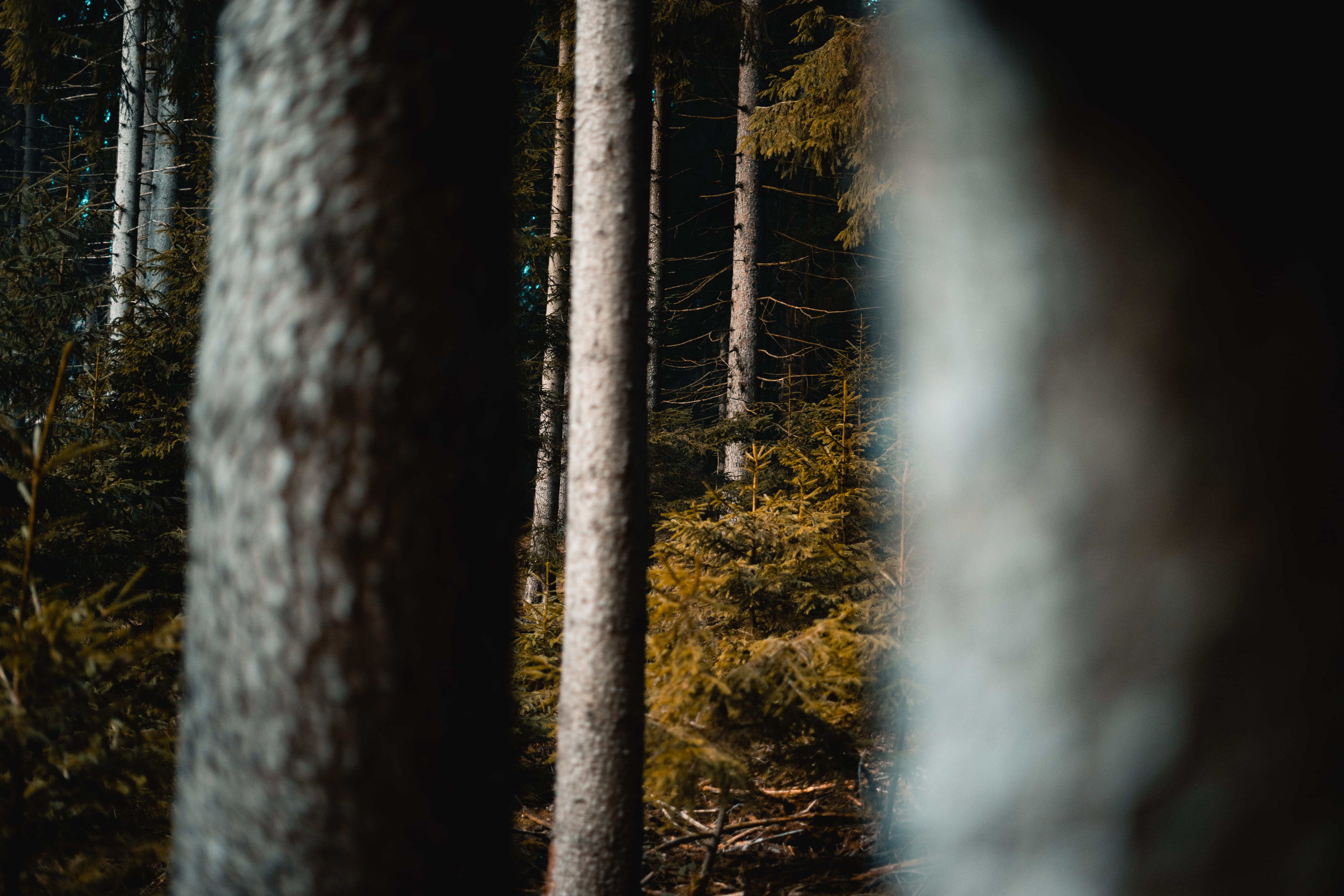 grün, woodland, day, water, environment, photo, herbst, smoke - physical structure, natur, tree trunk, tranquility, scenics - nature, outdoors, wood, non-urban scene, HD Wallpaper