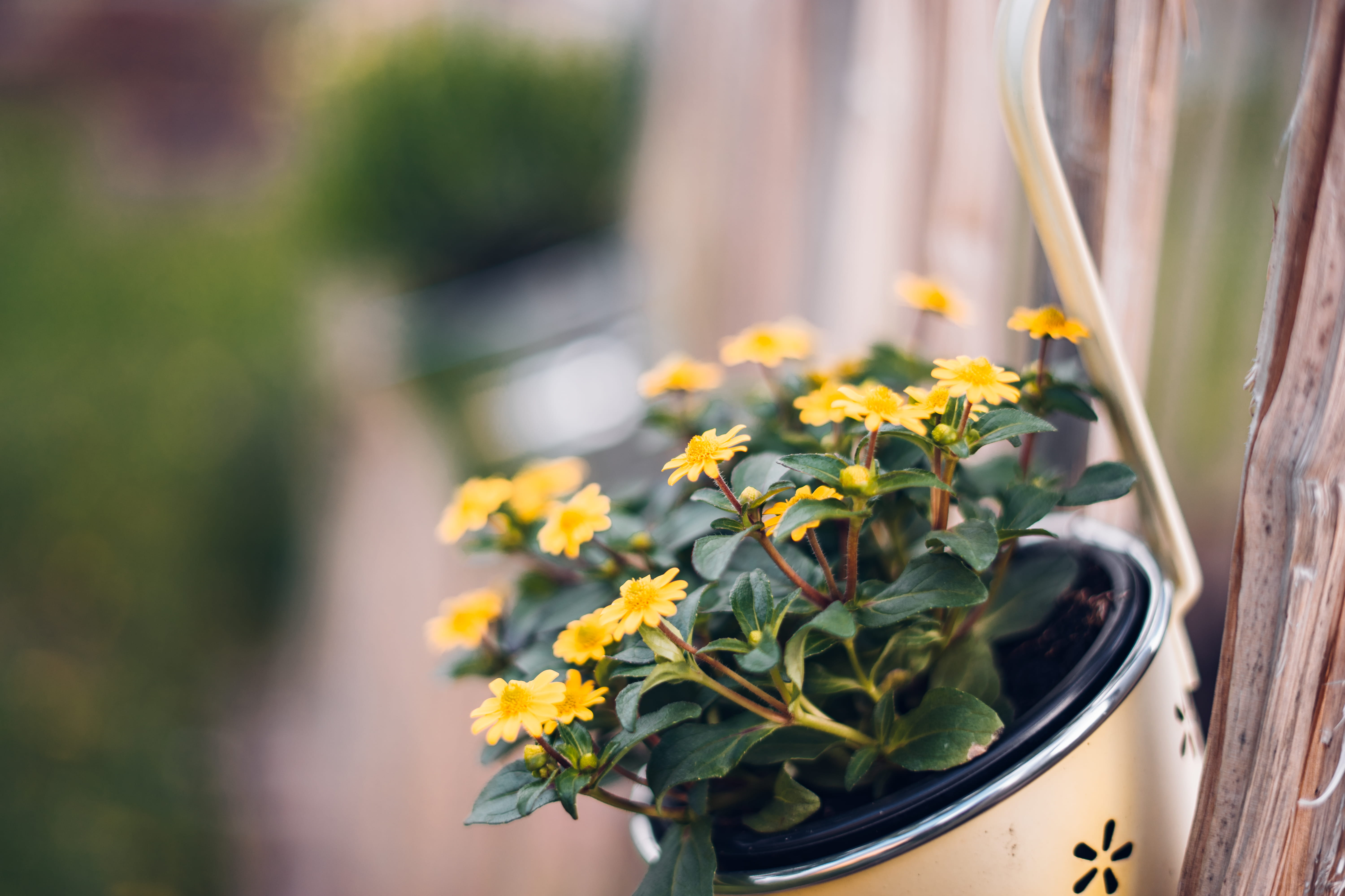 holz, fence, close-up, flower pot, daisy, wooden, feeling, potted plant, day, flower bouquet, selective focus, wood, yellow, growth, inflorescence, vulnerability, HD Wallpaper