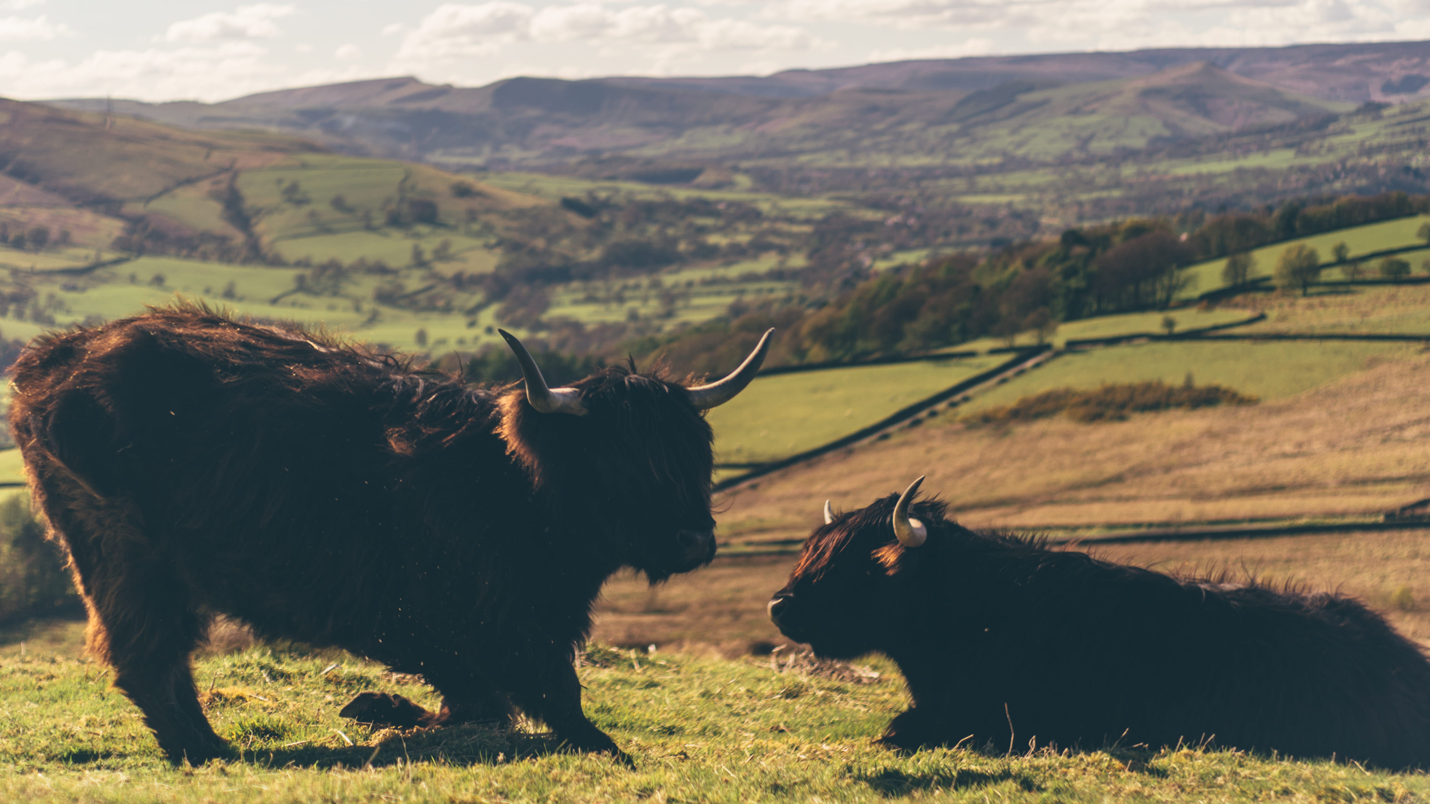 grass, nature, group of animals, two animals, cows, wildlife, pets, field, vertebrate, livestock, herbivorous, cattle, horns, peak district, highland cow, HD Wallpaper