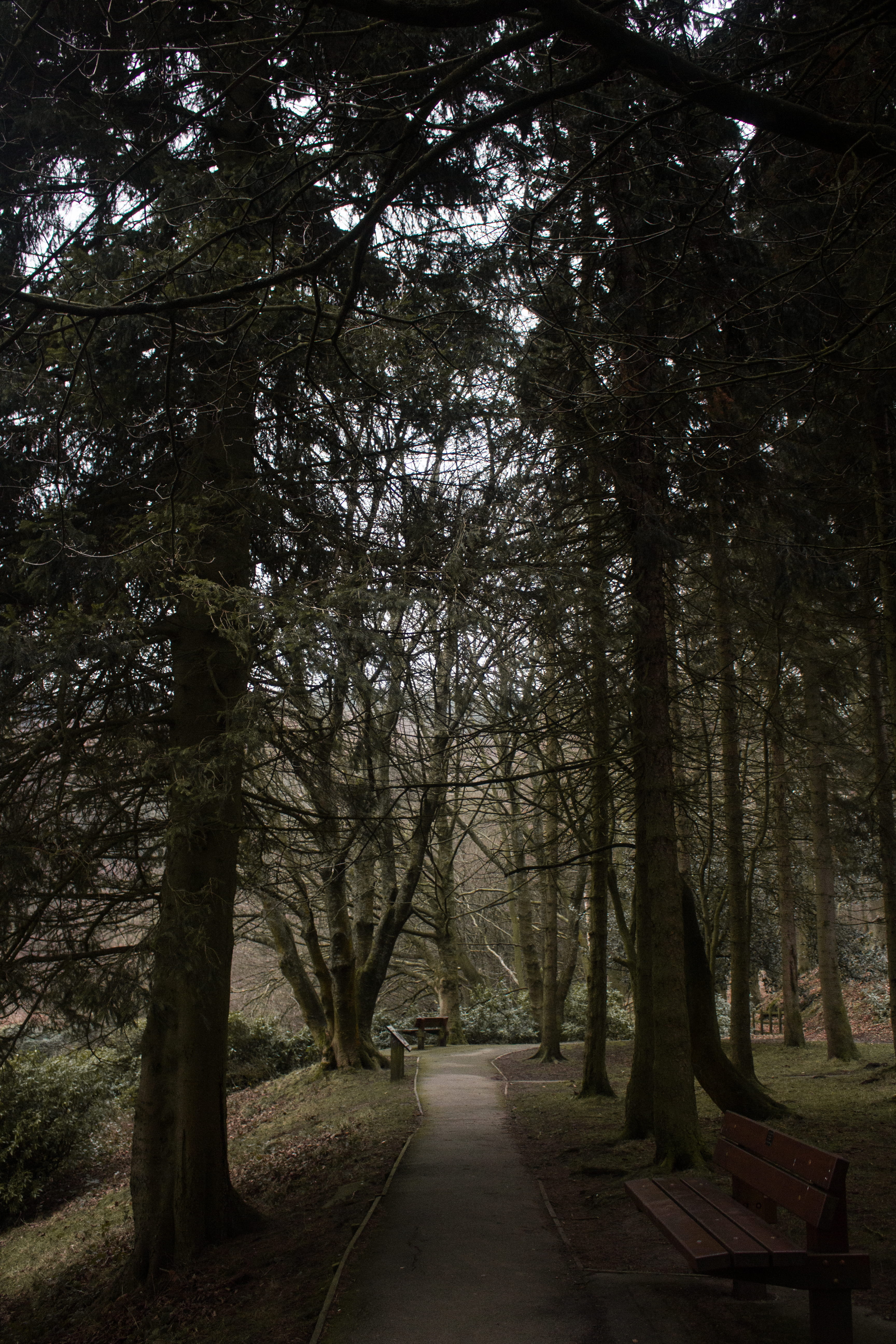 branch, woodland, pine, path, tree, trunk, united kingdom, woods, plant, footpath, 5K, country, no people, outdoors, nature, beauty in nature, derwent reservoir, Phone HD Wallpaper