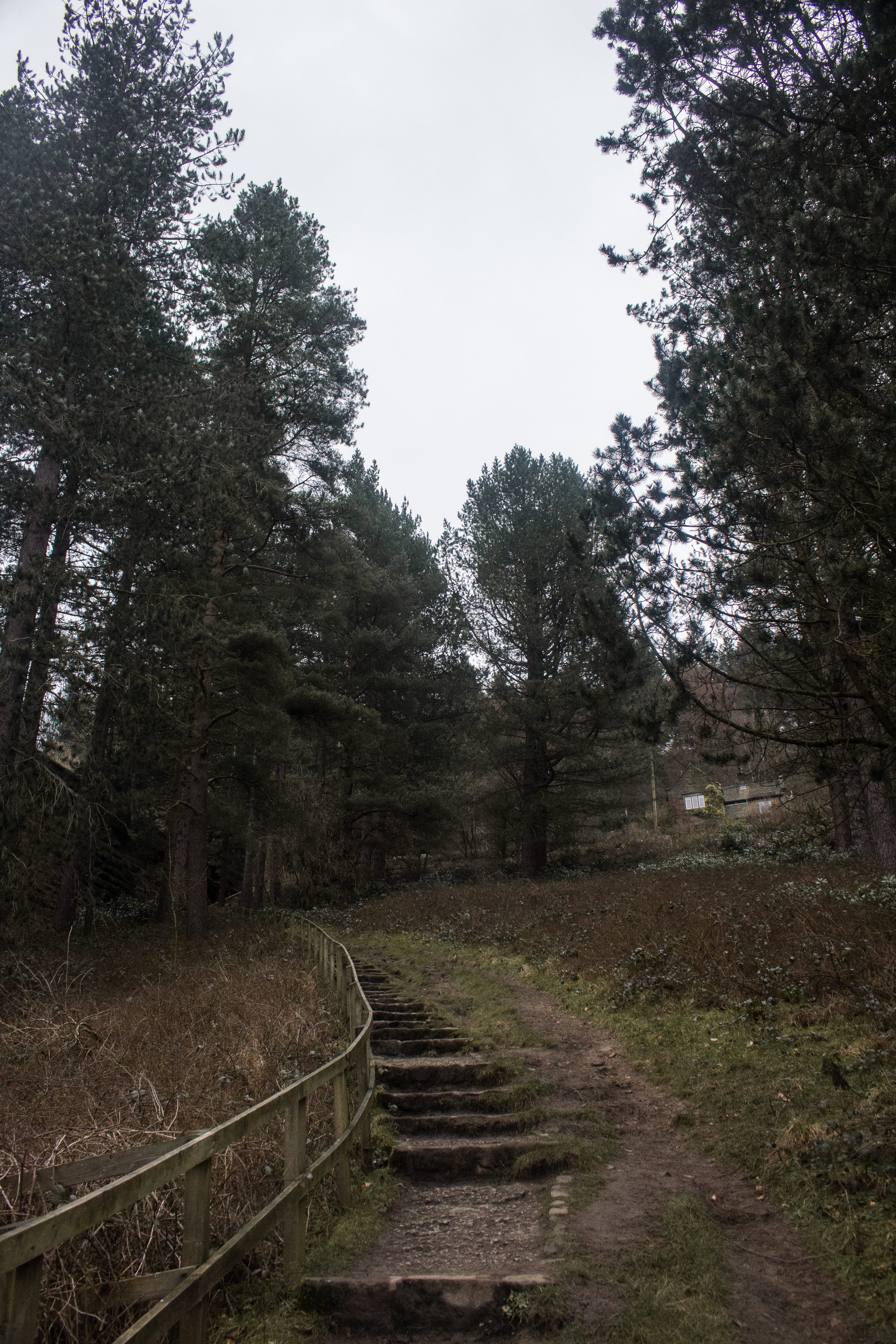 forest, derwent reservoir, dirt, no people, woods, 5K, tranquil scene, tranquility, trees, wood, land, day, consett, pine, clear sky, nature, plant, outdoors, Phone HD Wallpaper