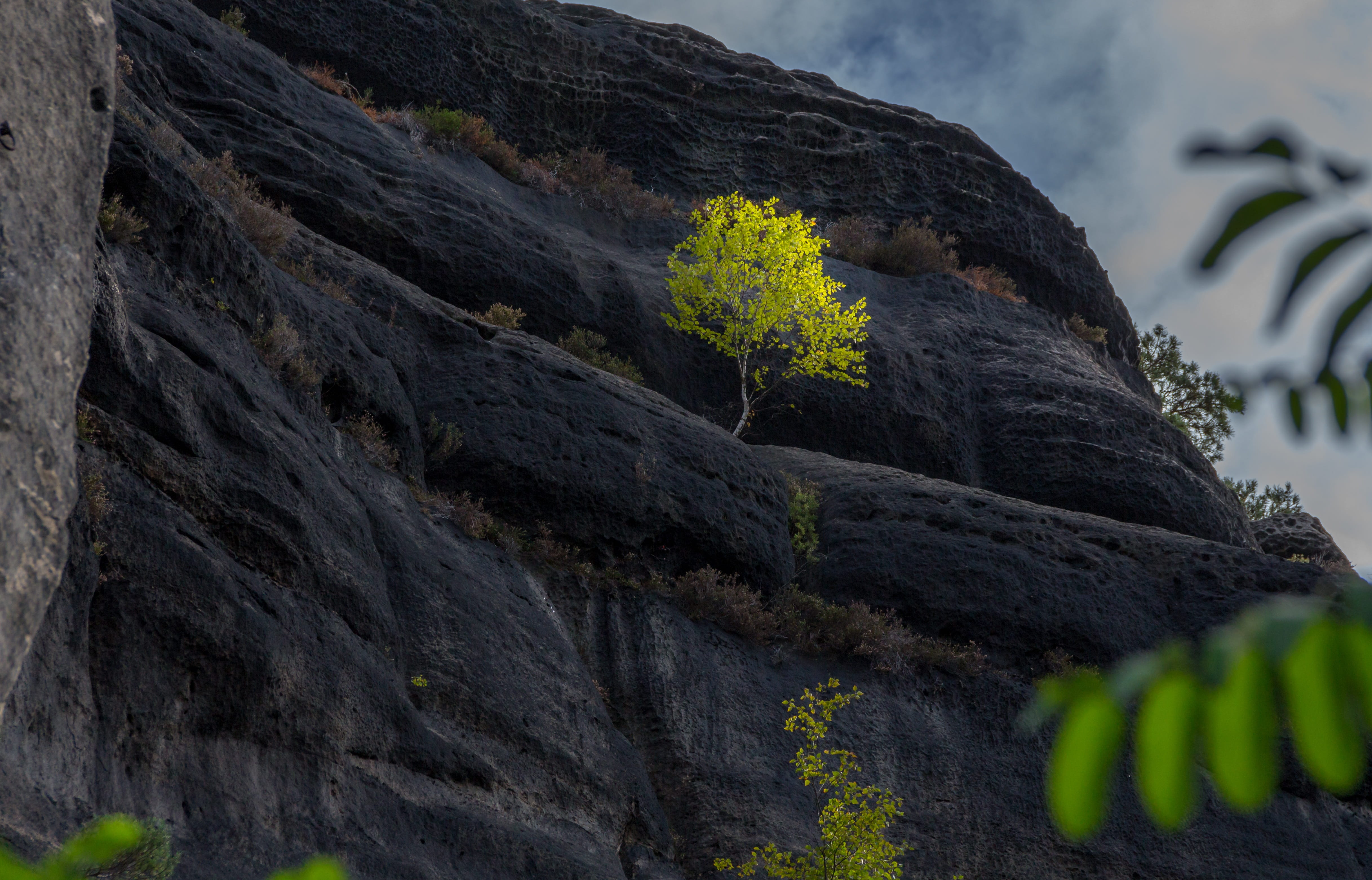 landscape, 4K, schrammsteine, climb, focus on foreground, rock, saxon switzerland, close-up, elbe, green color, forest, landscape photography, beauty in nature, HD Wallpaper