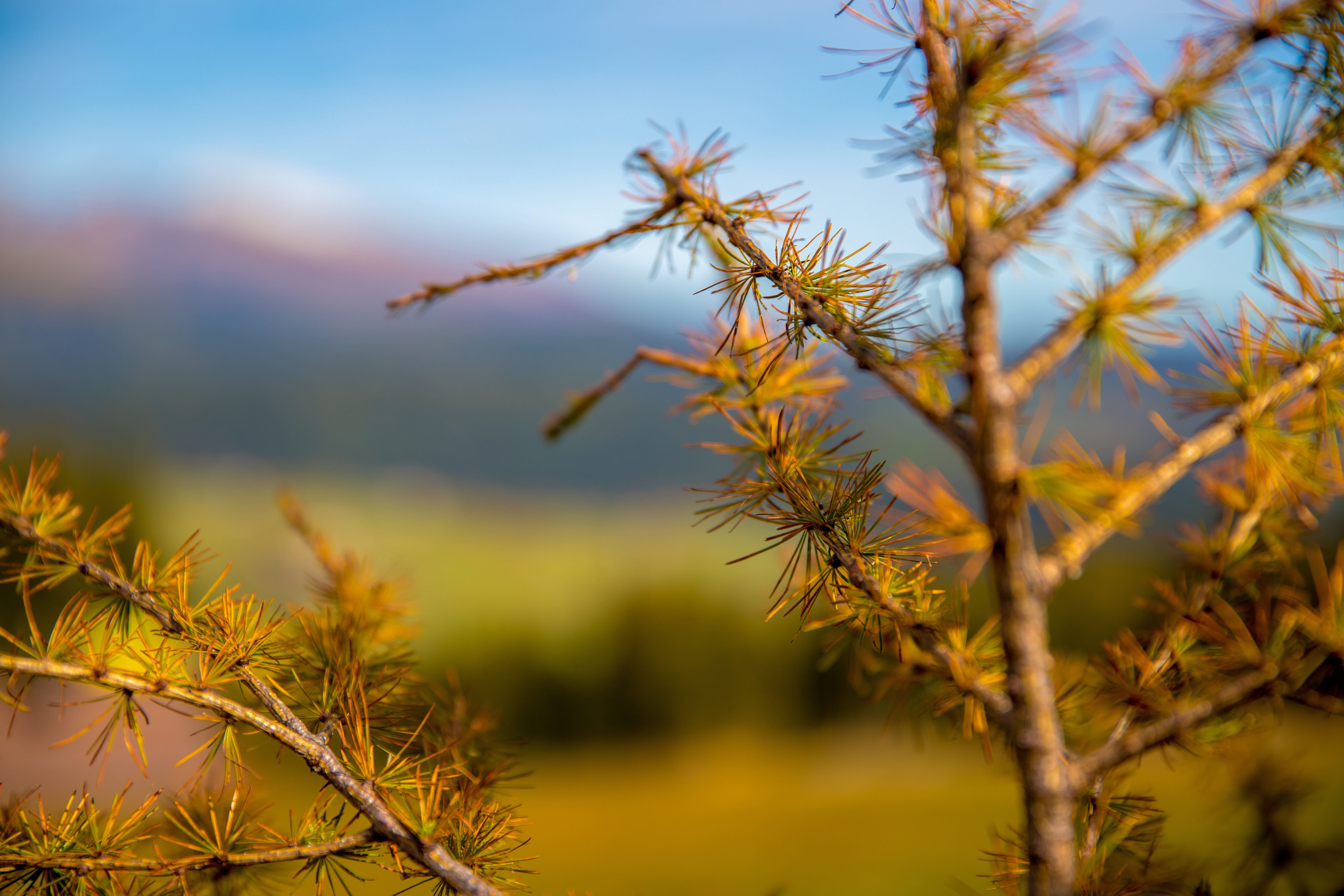 beauty in nature, no people, selective focus, tranquil scene, 5K, growth, sommer, focus on foreground, alone, forest, flowers, plant, tiefenschärfe, green, HD Wallpaper