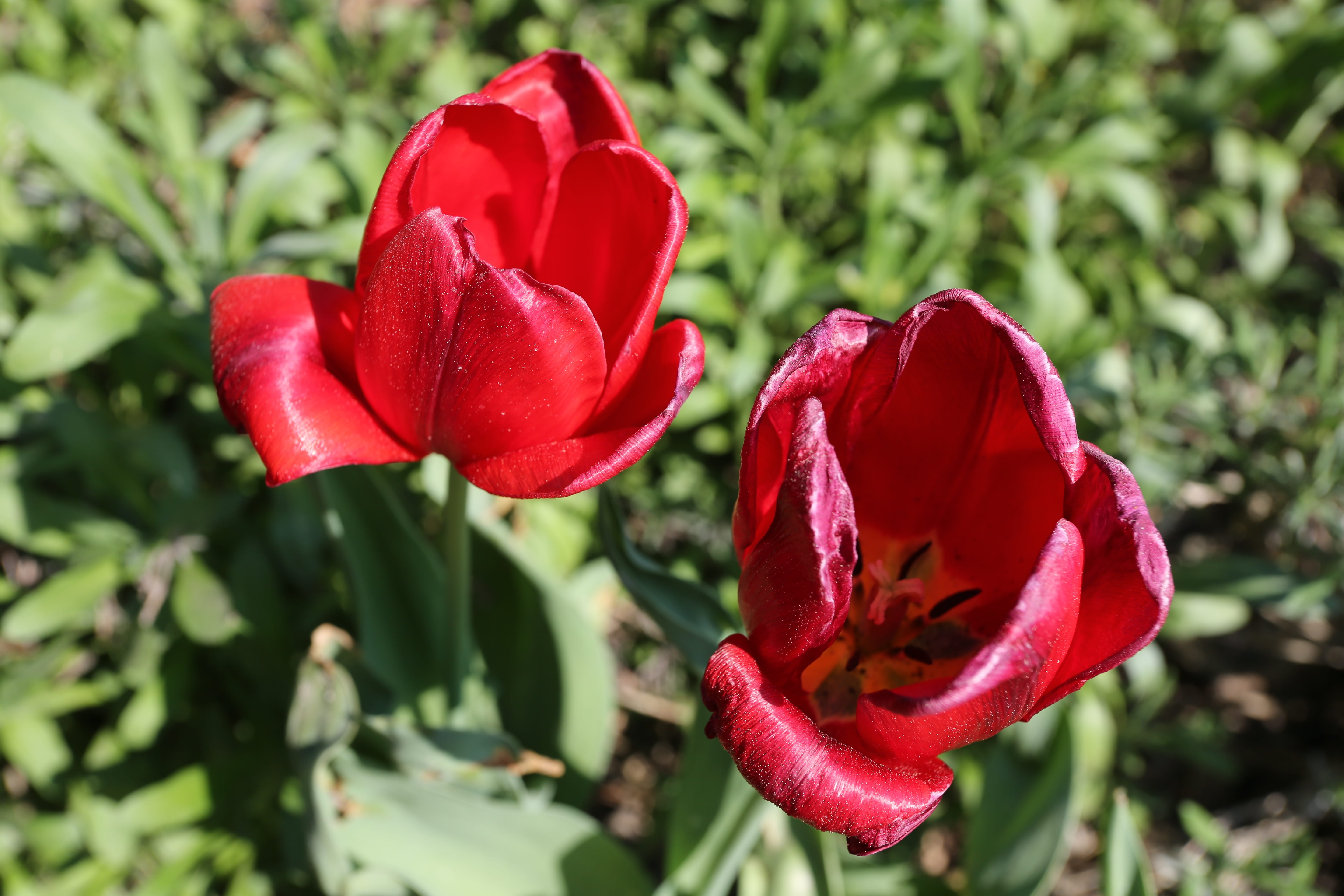 flower, nature, flowering plant, sommer, springtime, growth, inflorescence, garden, leaf, no people, fragility, color, petal, sunlight, tulip, field, day, HD Wallpaper