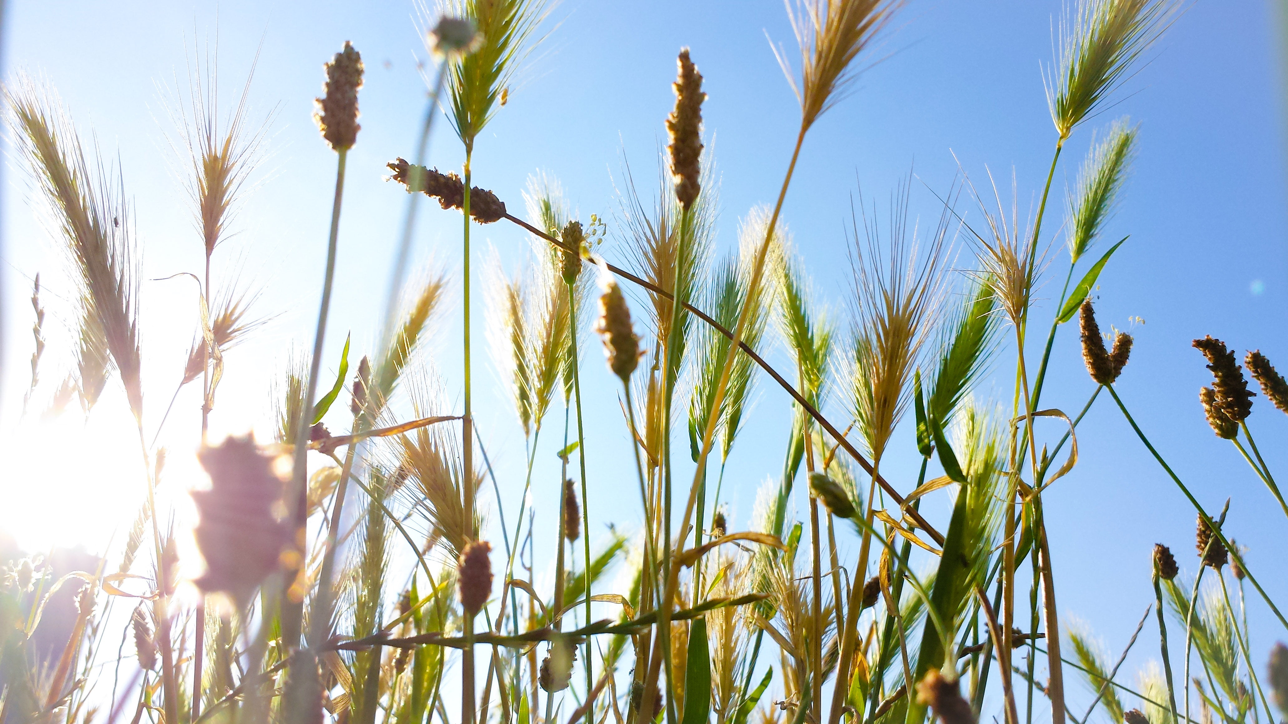 agriculture, Sonnenschein, growth, field, summer, cereal Plant, Korn, Roggen, Sommer, 4K, plant, blue, Weizen, rural Scene, yellow, outdoors, Morgen, sky, HD Wallpaper