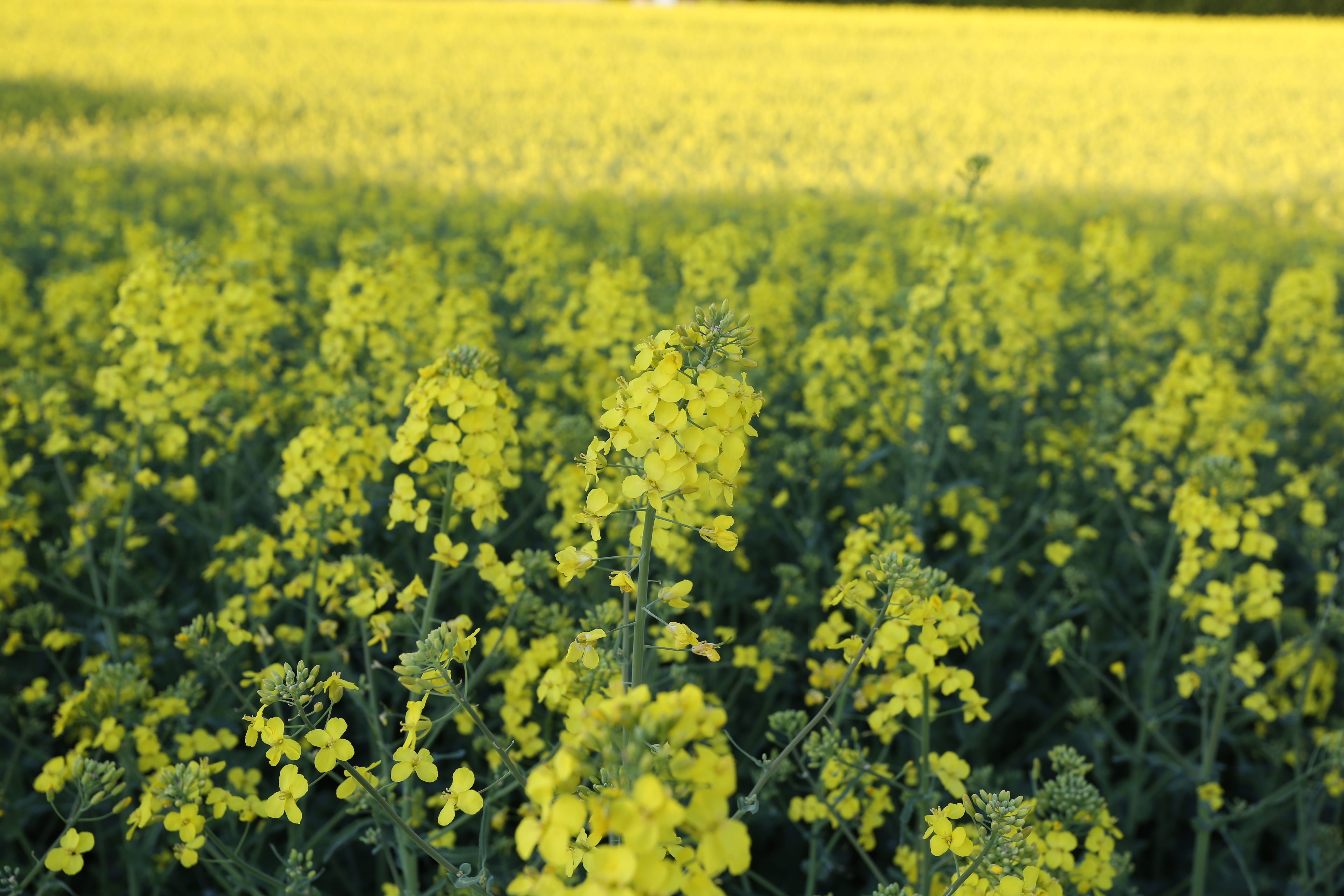 harvest, flower, oilseed rape, abundance, no people, yellow, land, scenics - nature, agriculture, farm, vegetable oil, sommer, vulnerability, rural scene, HD Wallpaper