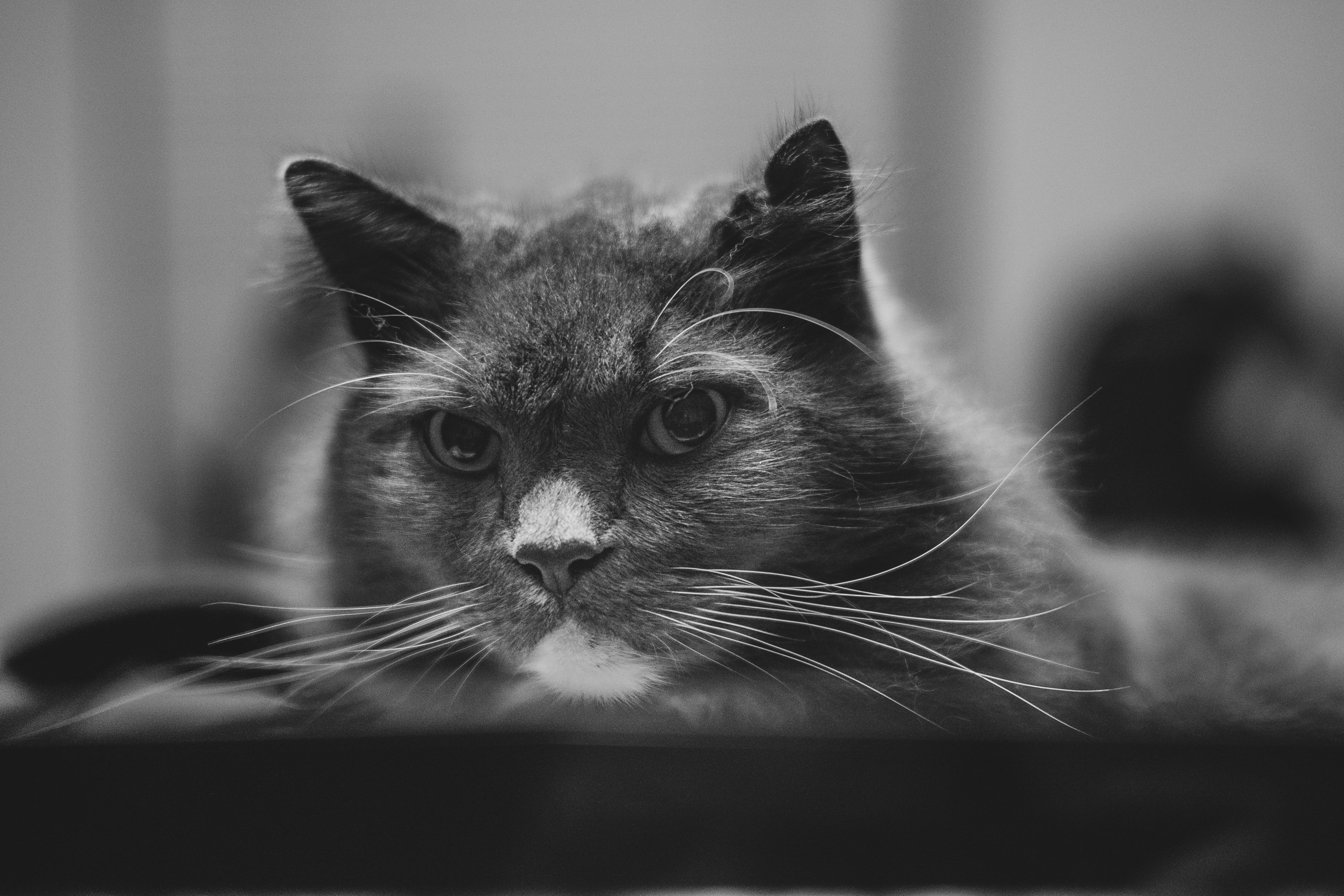 domestic Cat, photography, tilt, wonder, 4K, tilt shift photography, cat, Voigtlander, cute, shift, kitten, grayscale, animal, white  cat, Fuji, feline, HD Wallpaper