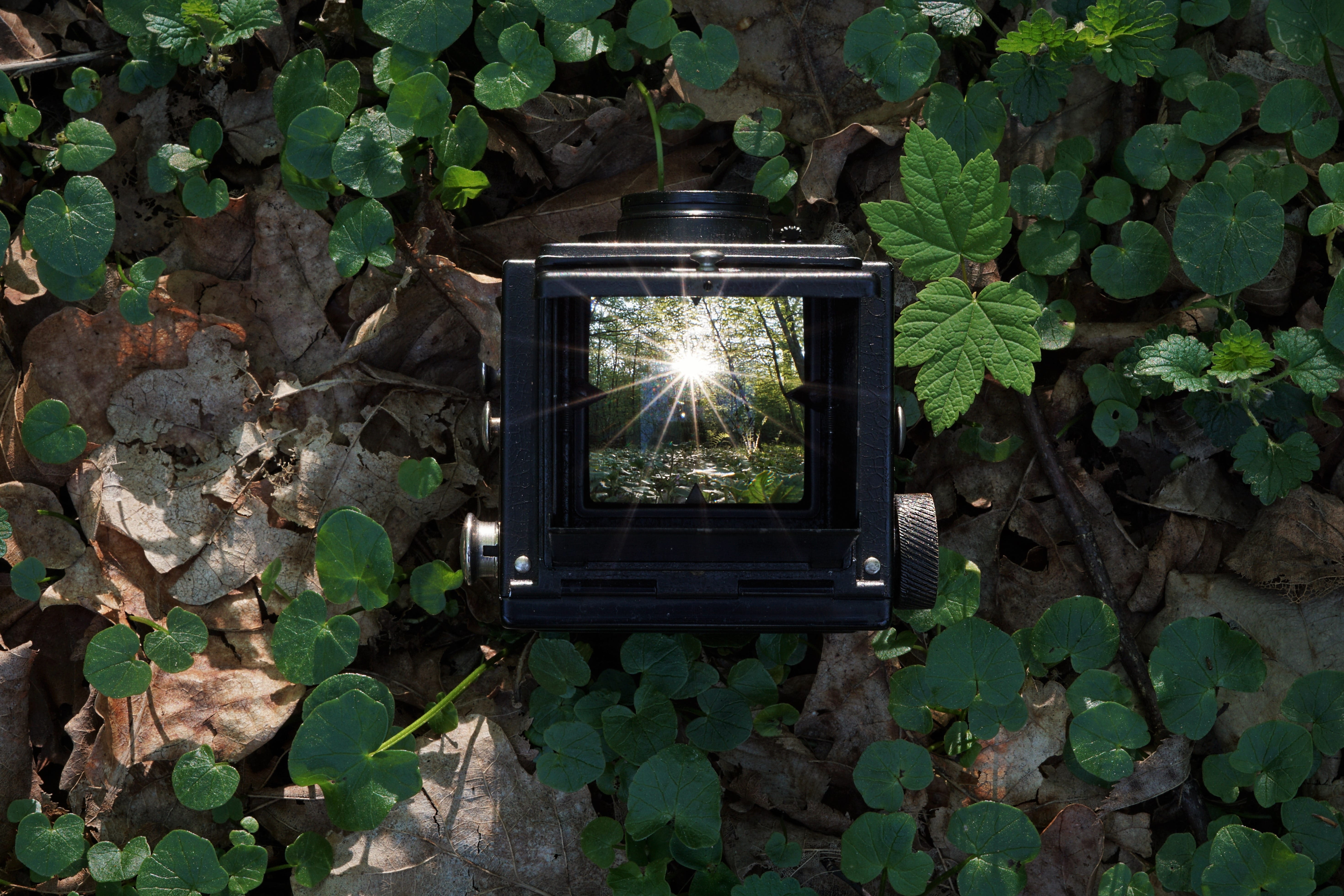 sunset, growth, forest, leaf, sun, backlighting, lantern, mirror, architecture, old camera, wall - building feature, voigtlander, 5K, nature, tree, day, HD Wallpaper