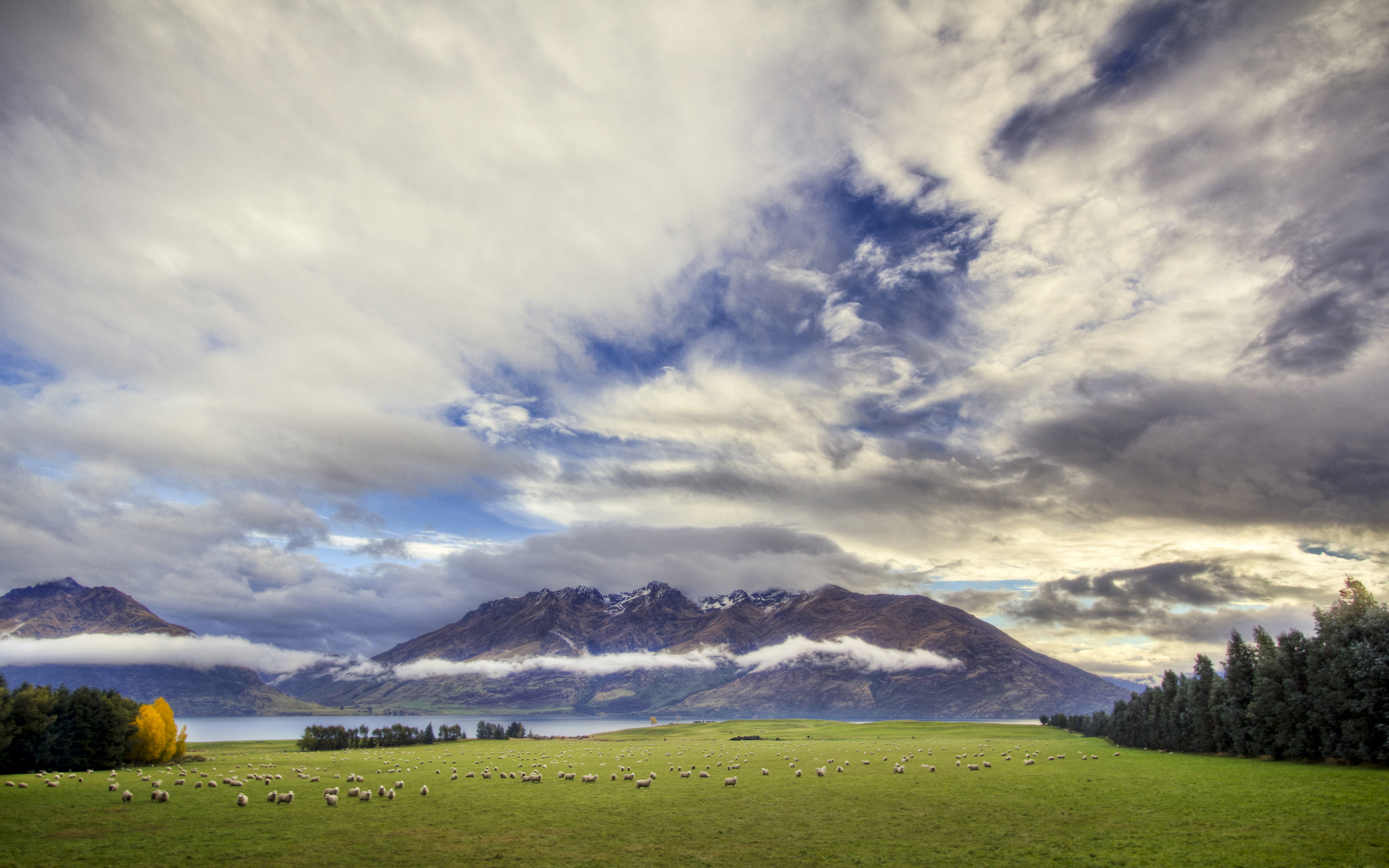 no people, queenstown, sheep, day, tree, environment, hd, scenics - nature, along, landscape, tranquil scene, beauty in nature, sky, longest,, HD Wallpaper