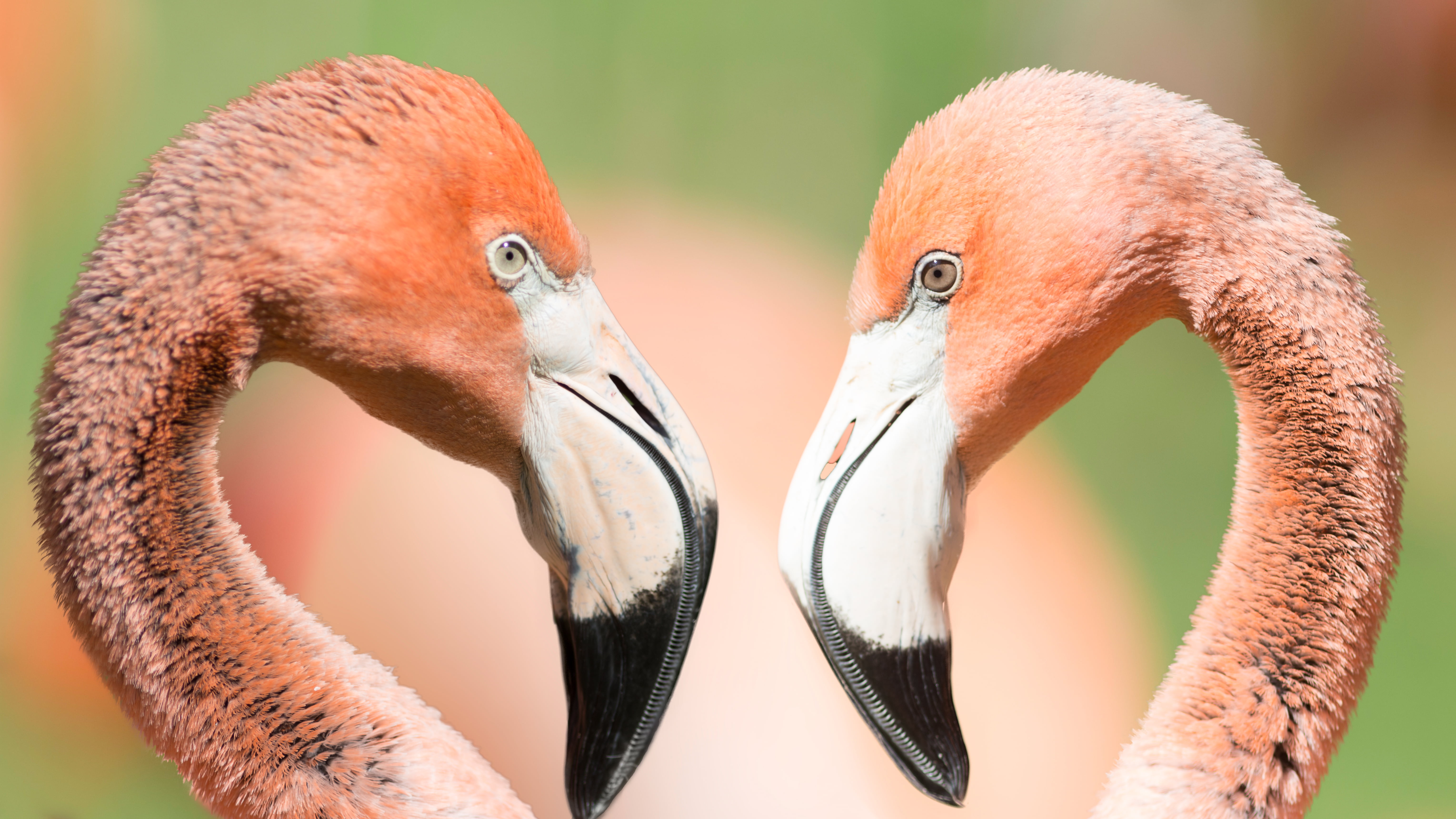 animals In The Wild, Love, post, Fauna, smile, pink Flamingo, Zoo, Canon EOS 6D, Renate, saturday, HSS, animal, feather, beak, Ich und Ich, nature, wildlife, HD Wallpaper