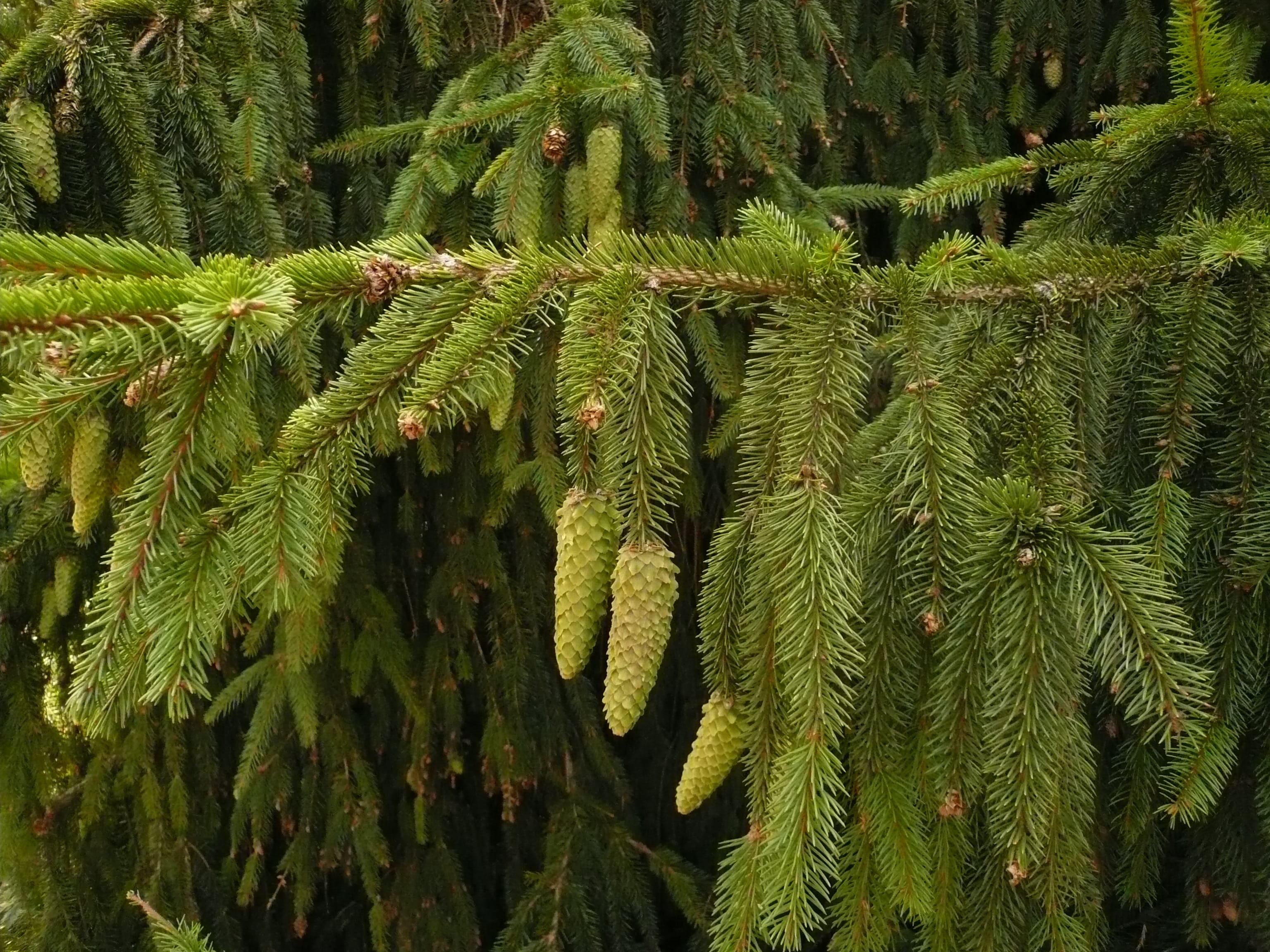 leaf, outdoors, Fir, day, Ich, green color, tree, plant part, full frame, pick ich, no people, 2K, needles, beauty in nature, growth, Pine Cones, green, HD Wallpaper