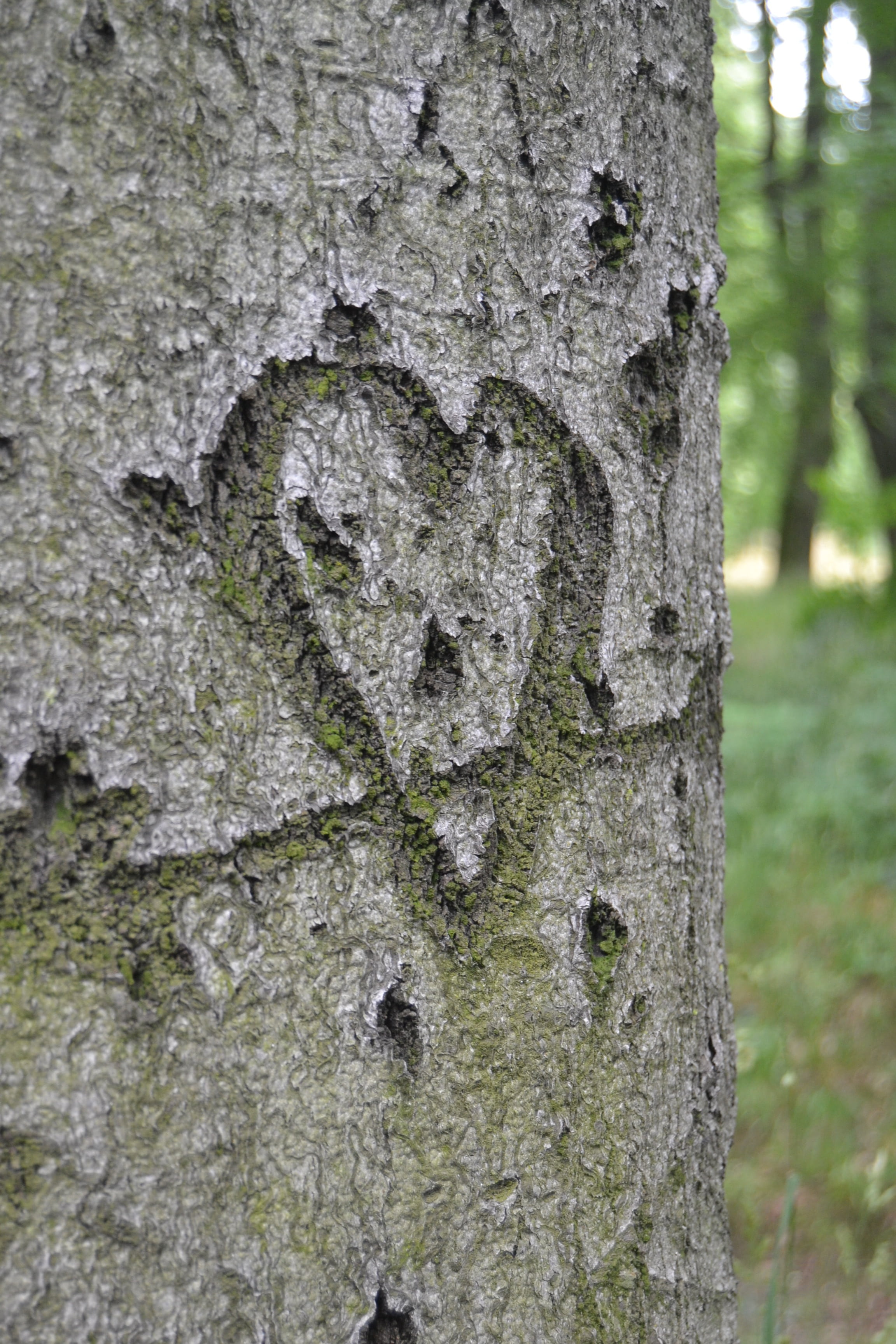 moss, herz, liebesbotschaft, growth, baum, plant bark, backgrounds, tree, no people, plant, heart shape, sign, lichen, textured, 2K, day, bark, focus on foreground, Phone HD Wallpaper