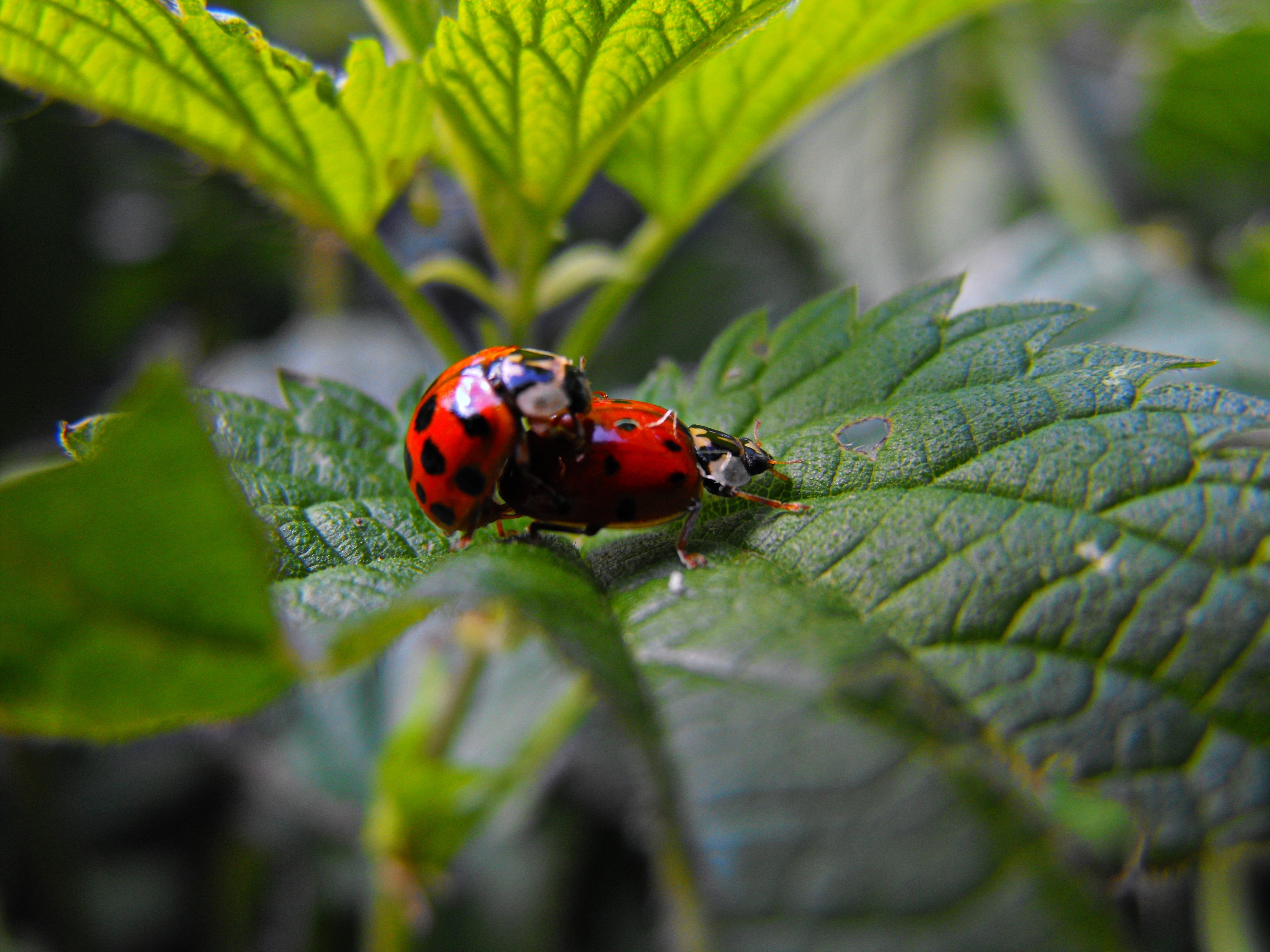 Germany, green leaf, plant, Liebe, spotted, daytime, summer, Deutschland, green Color, leaf, Sex, Ladybugs, nature, ladybirds, red, small, stinging nettle, HD Wallpaper
