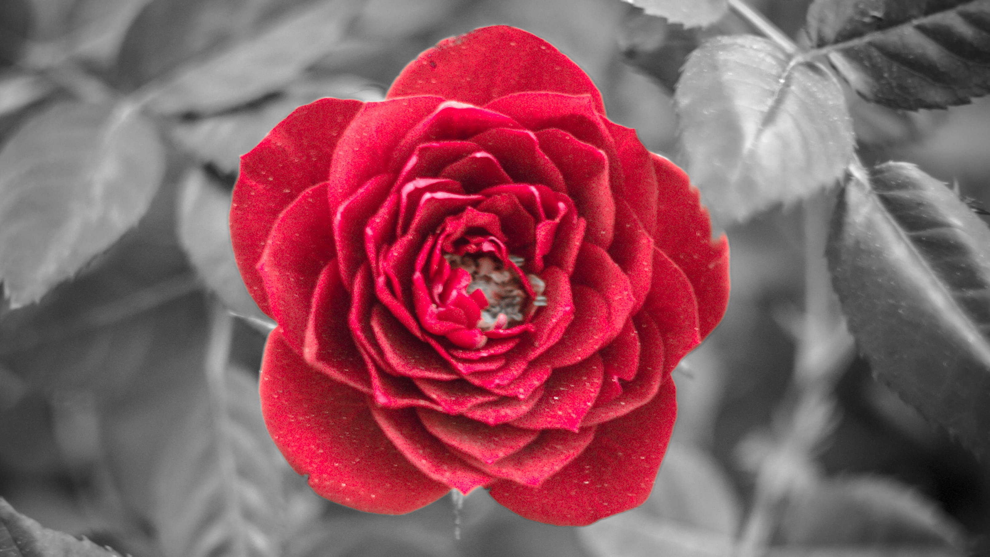 rose, wild, pink, plants, forest, growth, 2K, red, moments, isolated color, close-up, roses, liebe, rose - flower, vulnerability, petal, flowering plant, HD Wallpaper