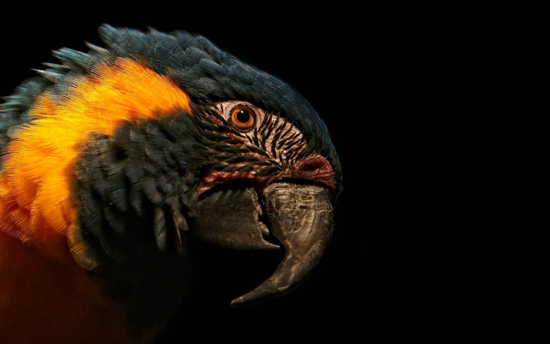 nature, macaw, scarlet, one animal, animal wildlife, close-up, black background, animal body part, animals in the wild, indoors, beak, animal head, day, HD Wallpaper