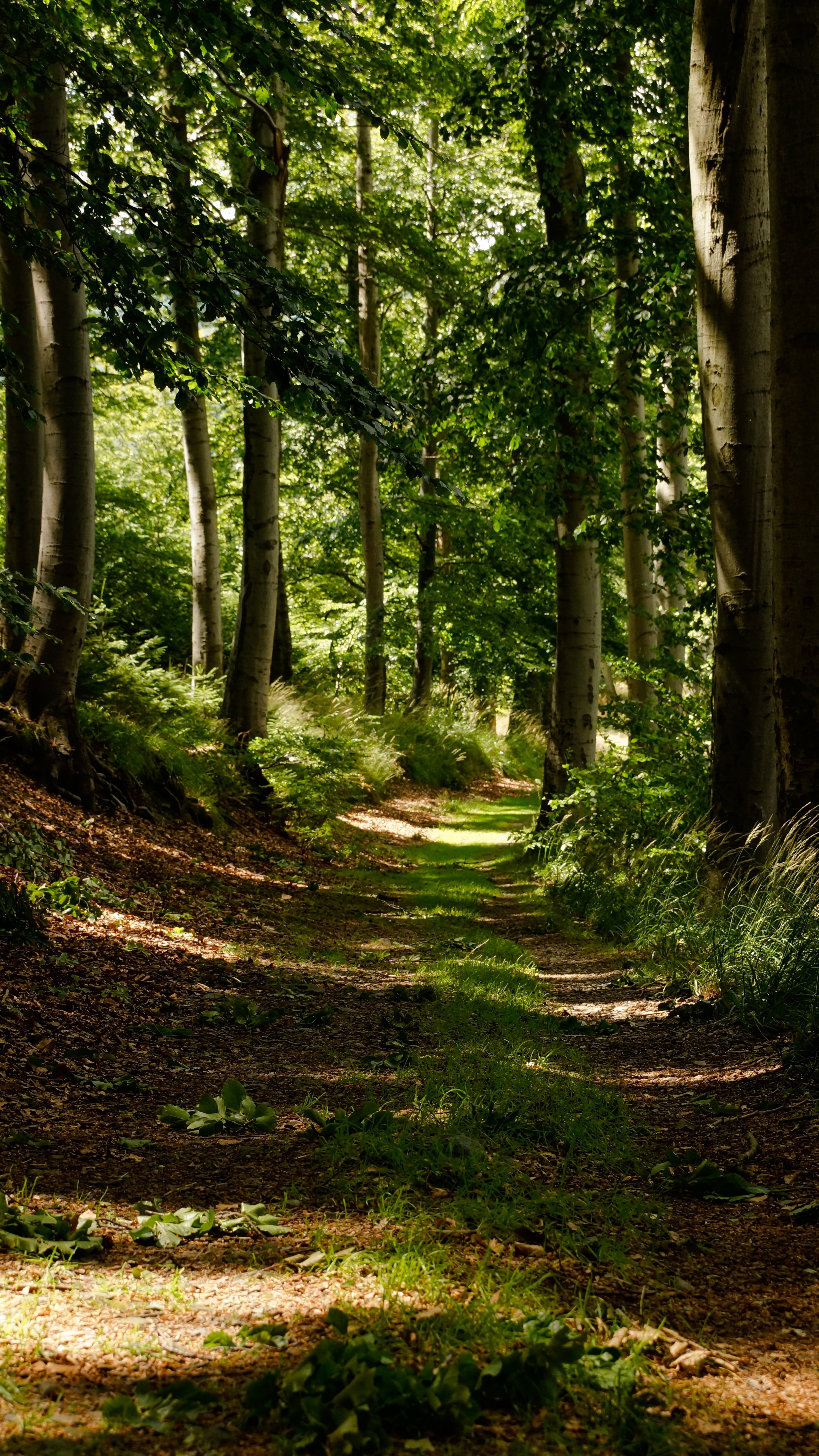 tree trunk, national park, land, plant, summer, nature, forest, path, harz, trail, trunk, harz mountains, wood, green color, tranquil scene, sunlight, beauty in nature, Phone HD Wallpaper