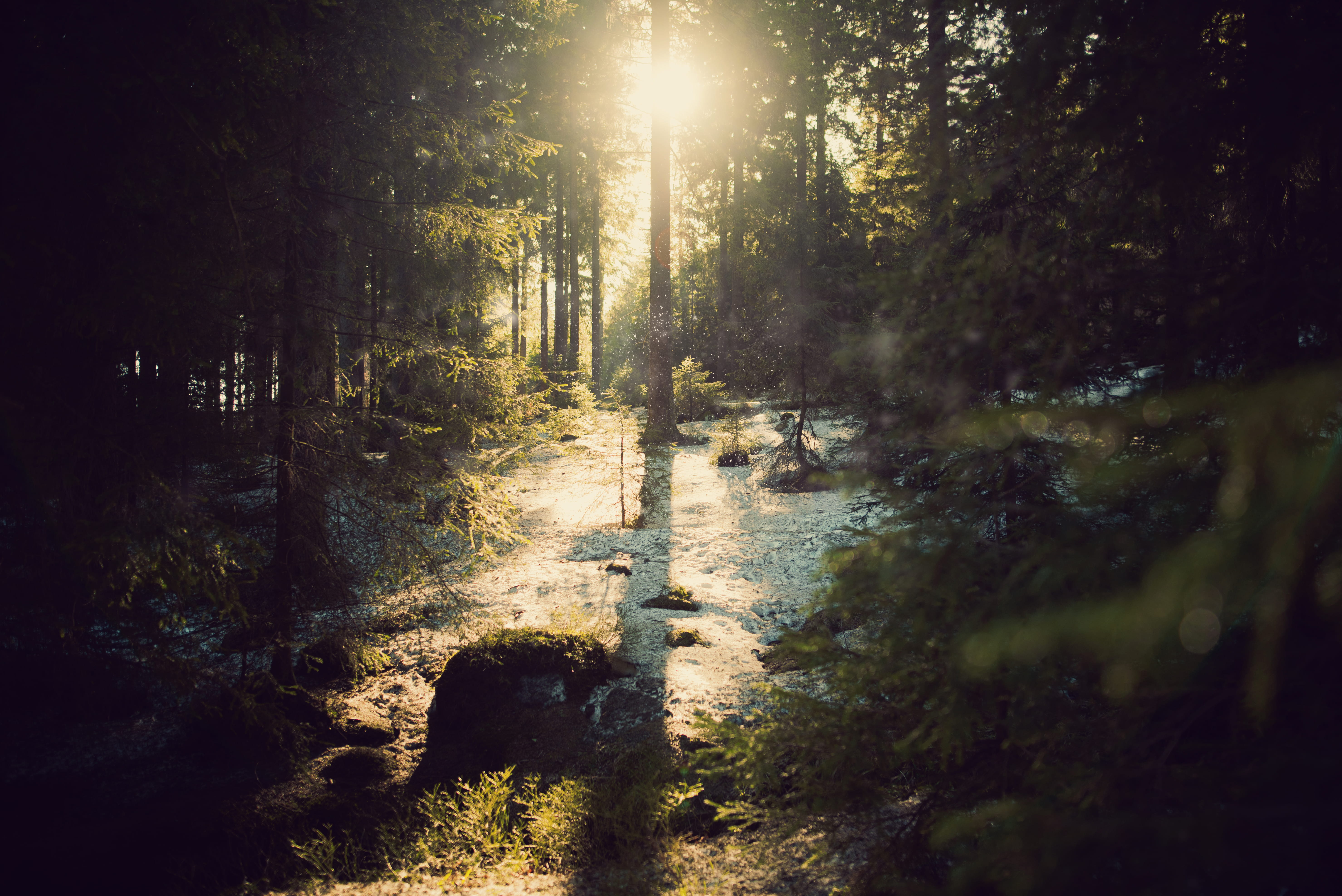 forest, bokeh, beauty, harz national park, streaming, sunlight, park, sun, outdoors, flare, trees, plant, national, non-urban scene, scenics - nature, bright, HD Wallpaper