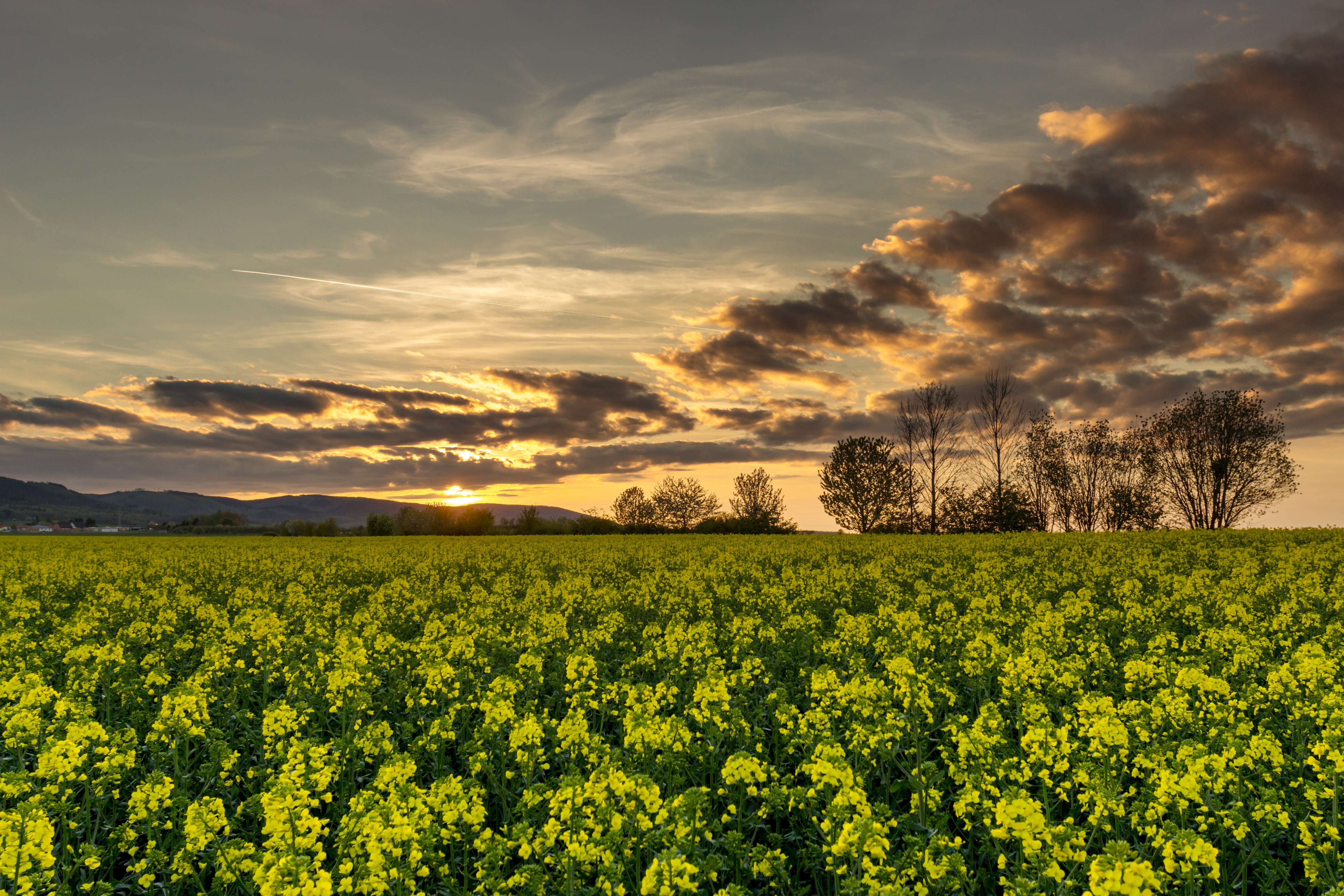 farm, rural Scene, yellow, cloud - Sky, Canon, Harz, field, sky, oilseed Rape, Sonne, summer, agriculture, green, nature, Germany, landscape, cloudy, sunset, HD Wallpaper
