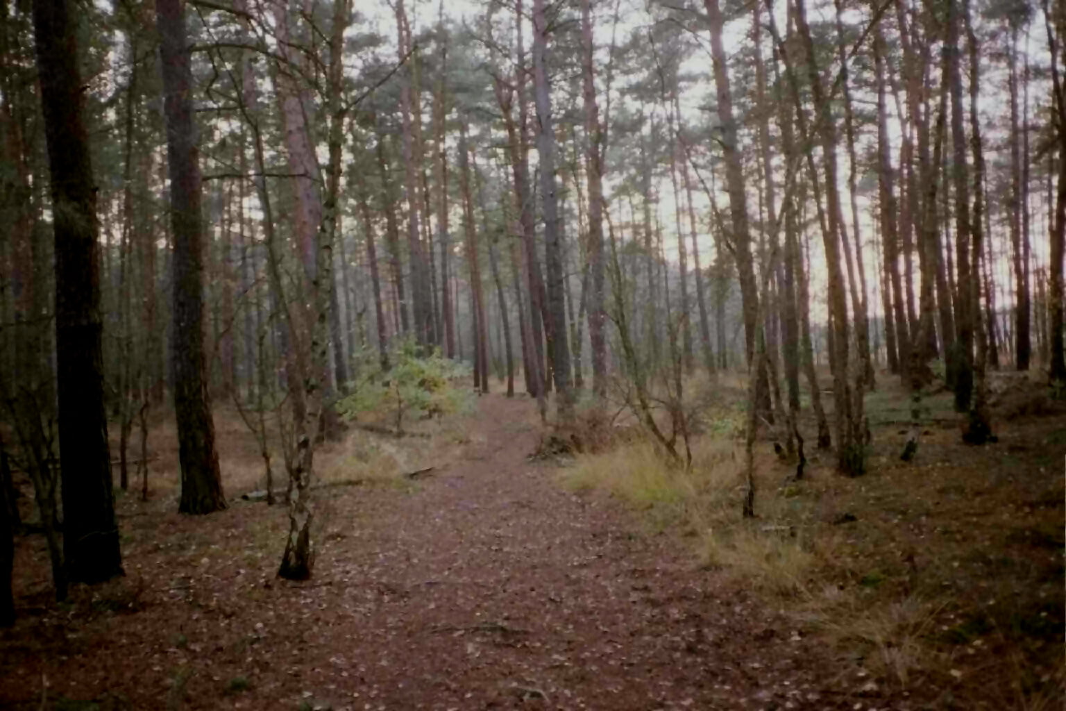 720P, wald, HD Wallpaper