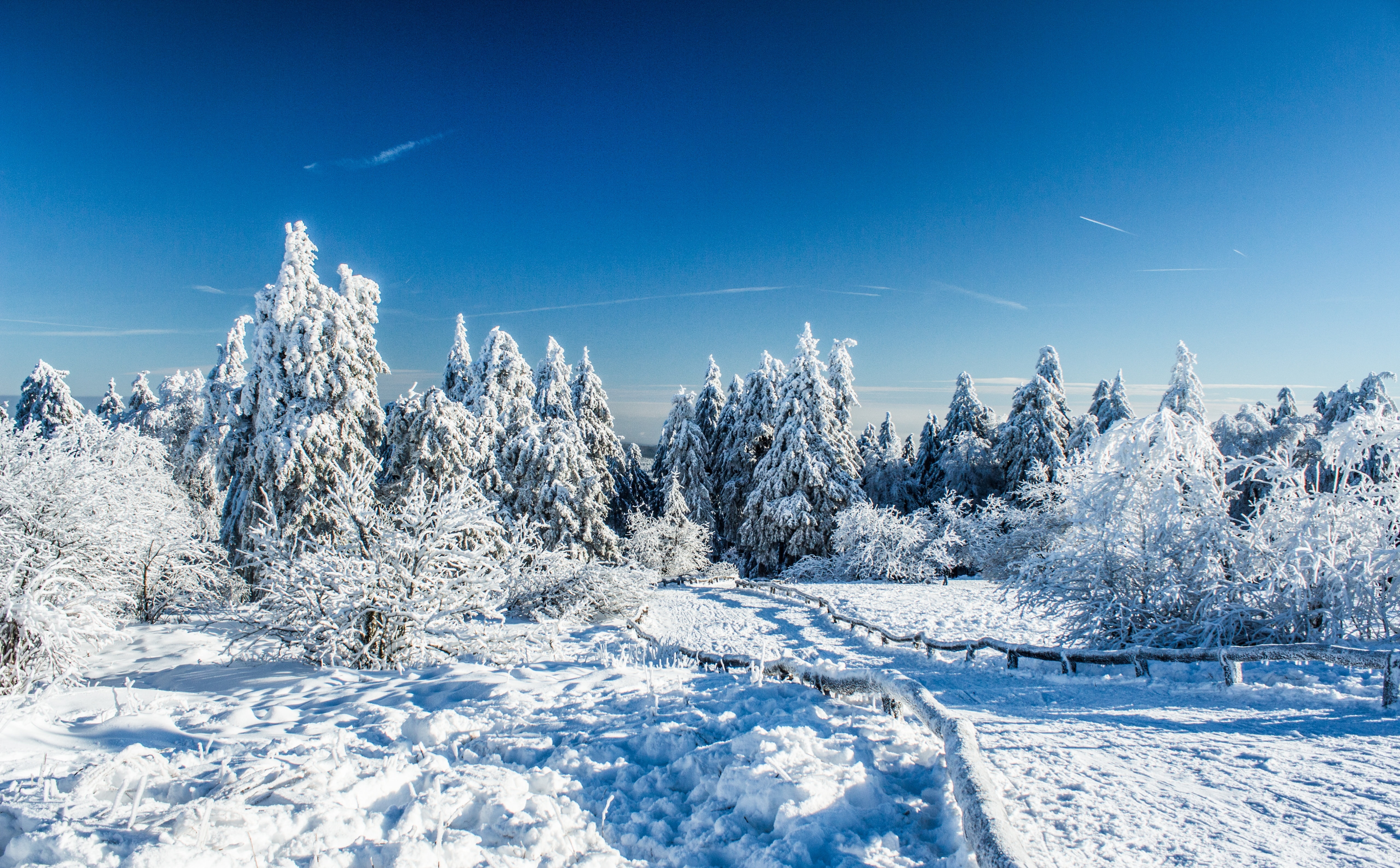 white color, pine woodland, Winter, Wald, non-urban scene, plant, white, no people, 5K, forest, beauty in nature, Seasons, trees, tranquil scene, sky, HD Wallpaper