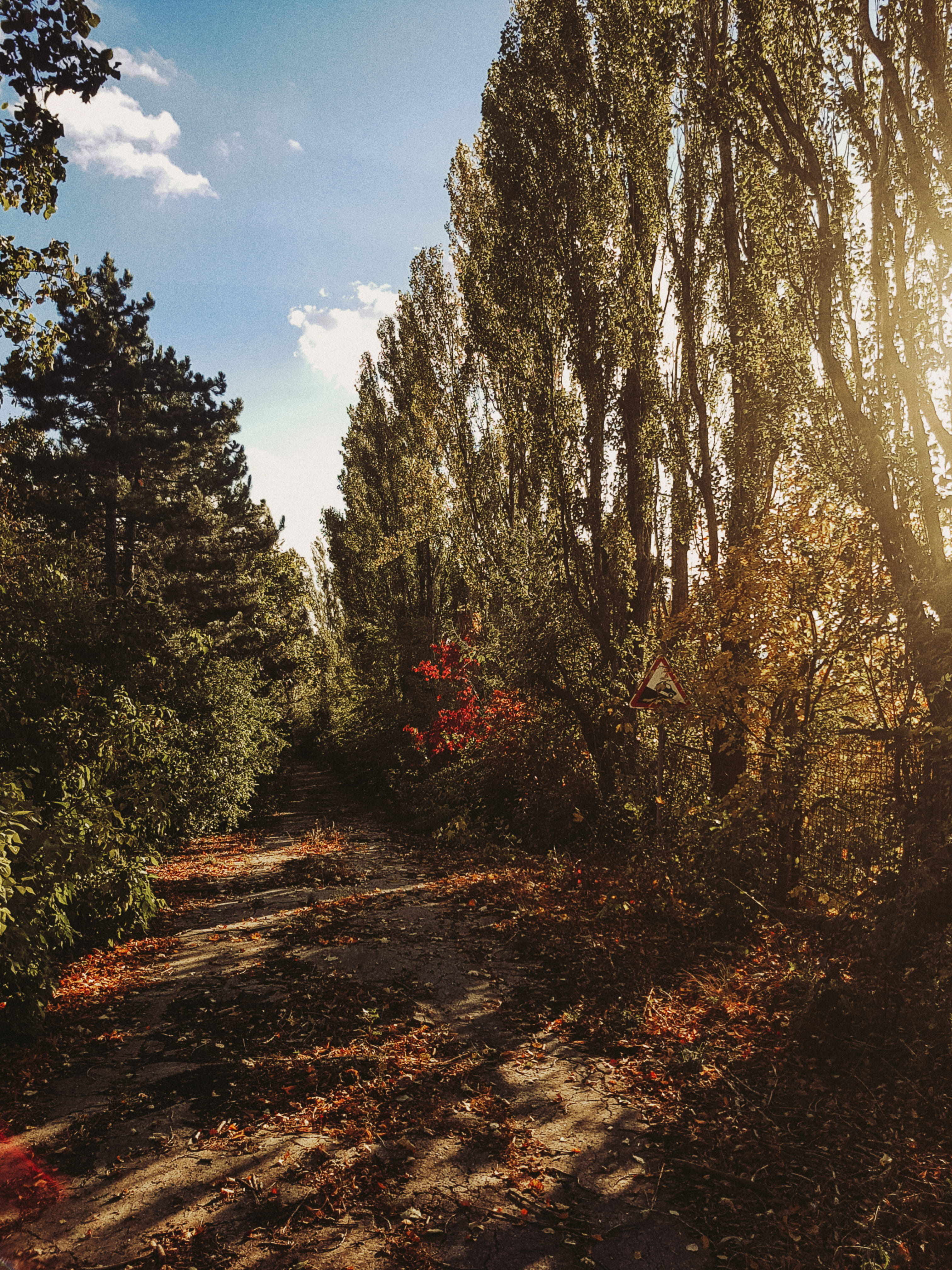 moments, no people, the way forward, woodland, nature, road, growth, autumn, tree, scenics - nature, land, green, trail, flowers, forest, phone, outdoors, Phone HD Wallpaper