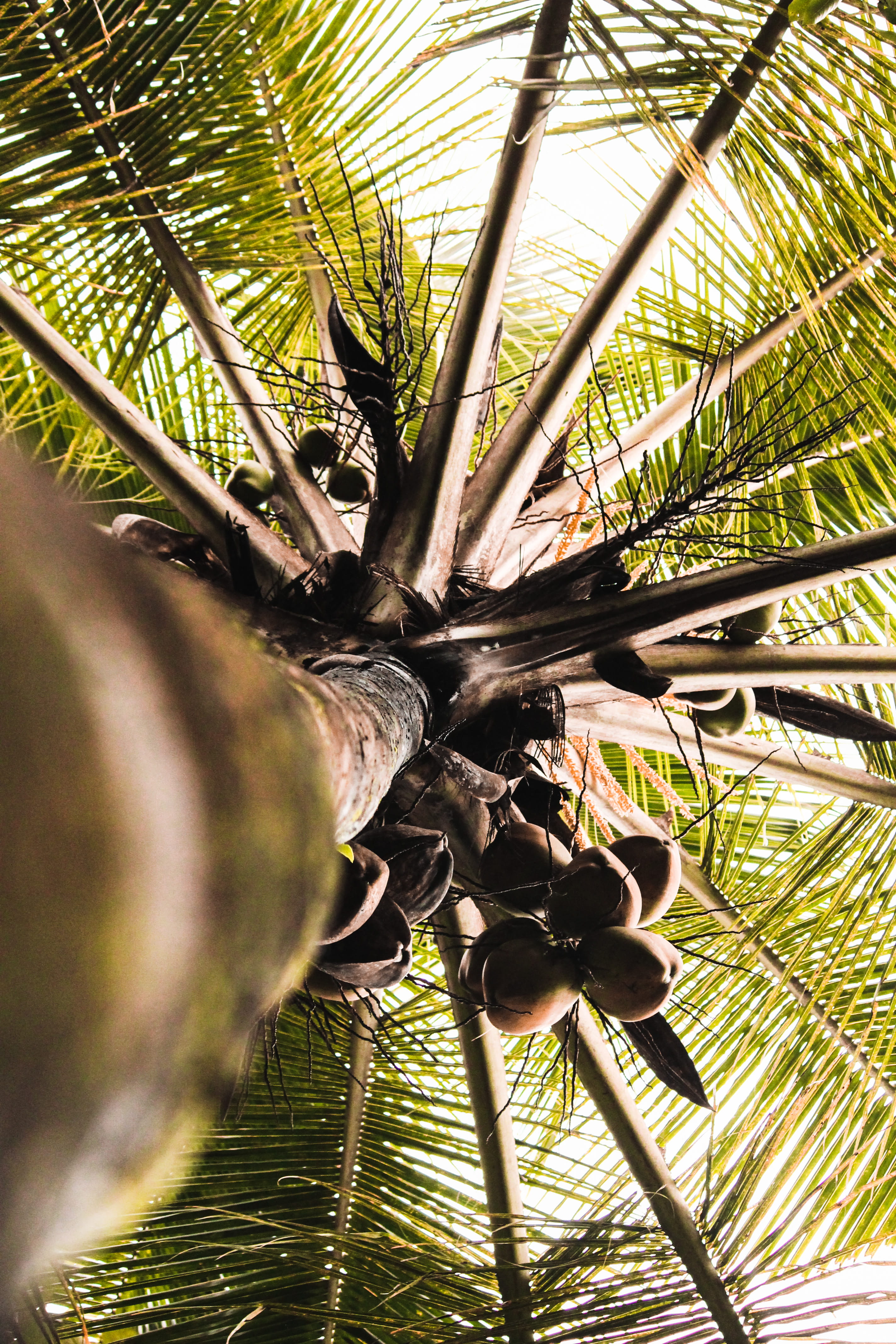 tranquility, leaf, beauty in nature, view, india, coconut tree, nature, palm leaf, worm, perspective, outdoors, trunk, coconut, growth, palm leaves, eye, Phone HD Wallpaper