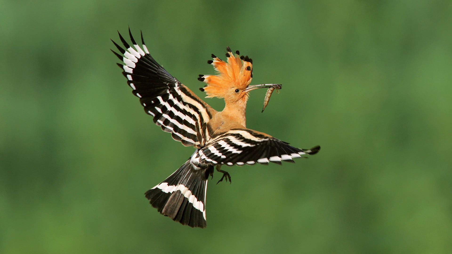 1080P, bird, wings, worm, flying, HD Wallpaper
