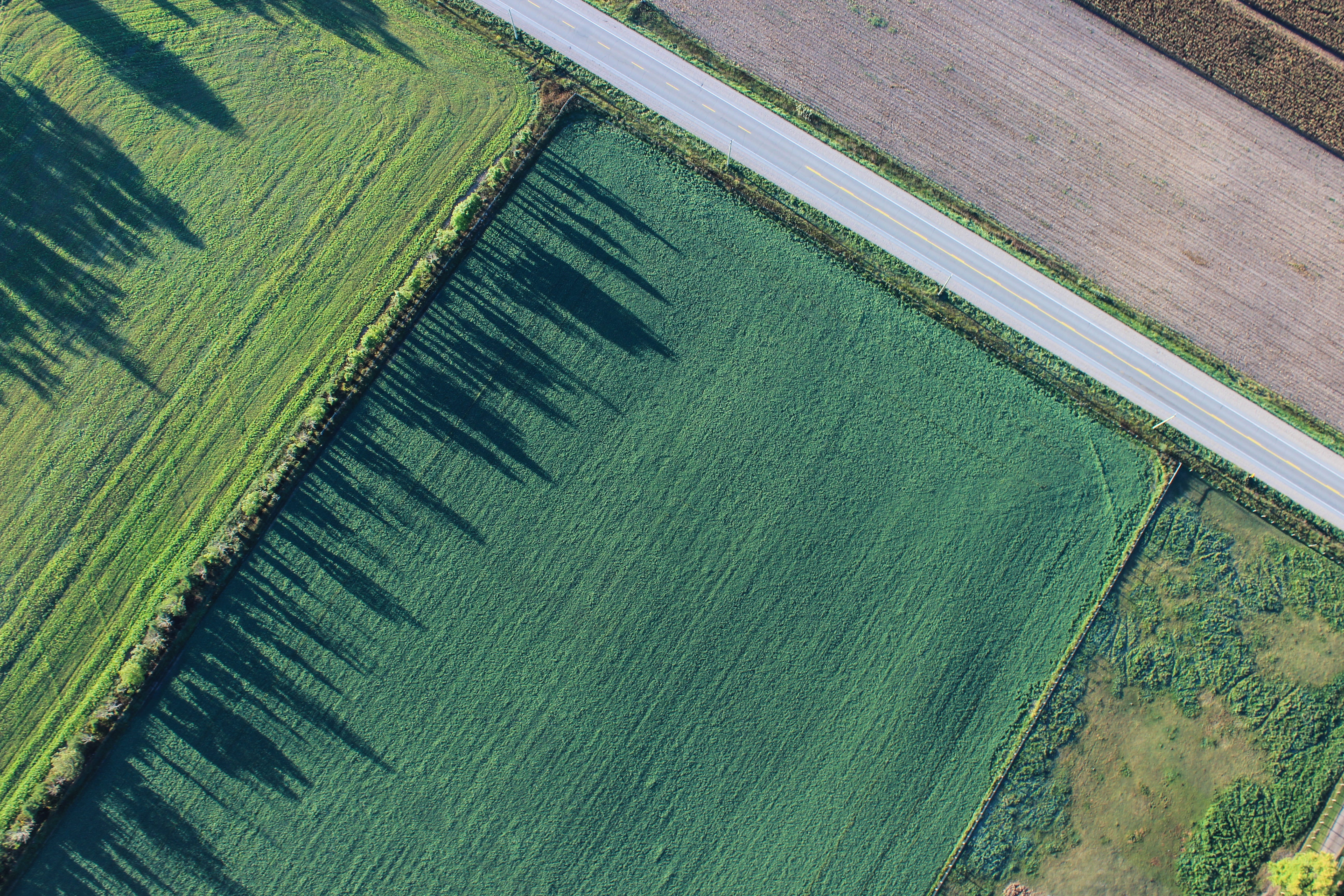 tree, farm, rural scene, land, field, high angle view, outdoors, aerial view, environment, above, street, agriculture, growth, grass, tranquil scene, no people, HD Wallpaper