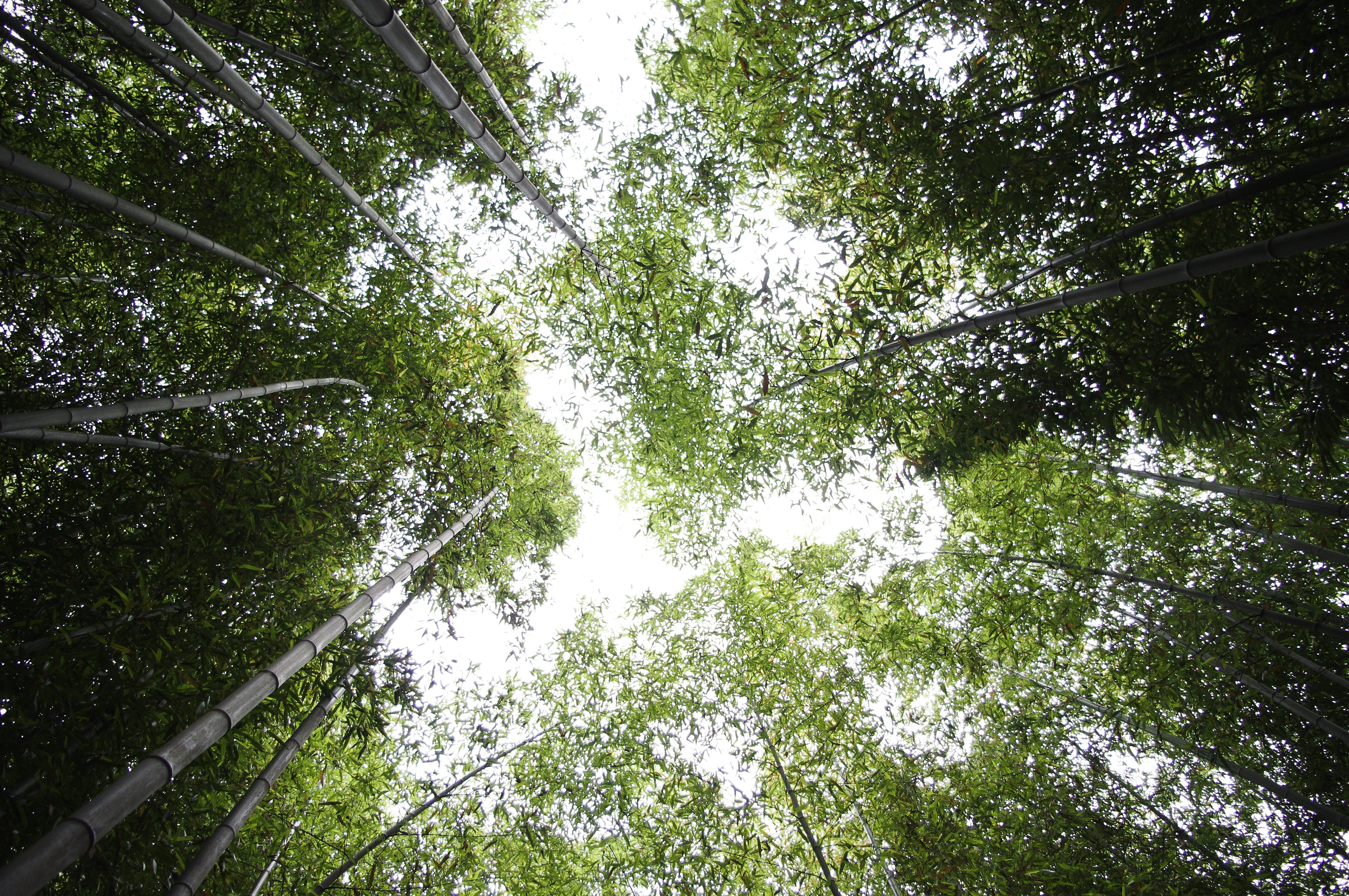 tranquil scene, tranquility, nature, bamboo - plant, no people, eyeview, tree canopy, forest, tree, s, day, outdoors, beauty in nature, rainforest, 4K, HD Wallpaper