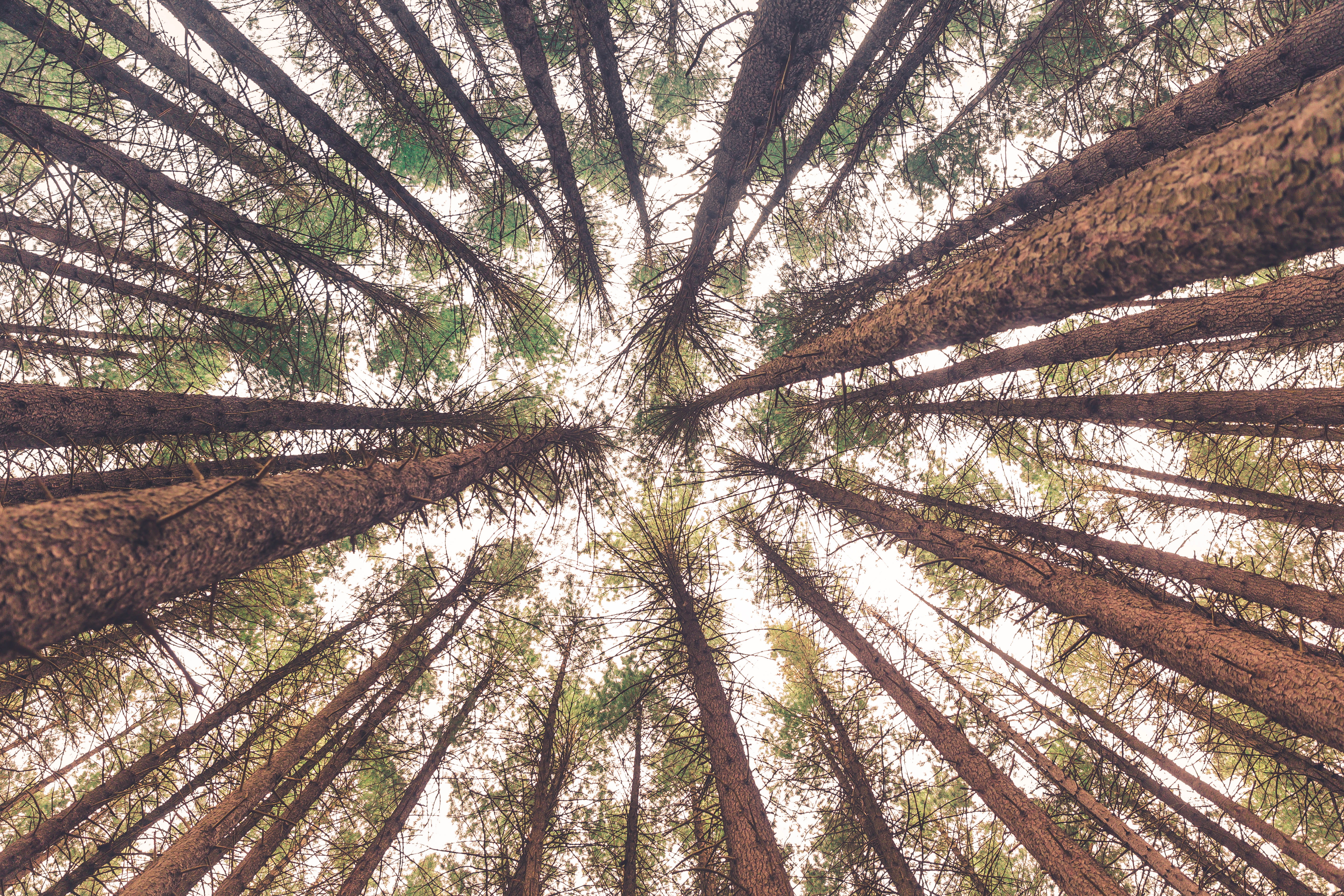 pine tree, pine, low angle view, eyeview, coniferous tree, trees, image, tree trunk, forest, tree, green, angle, color, plant, backgrounds, tranquil scene, HD Wallpaper