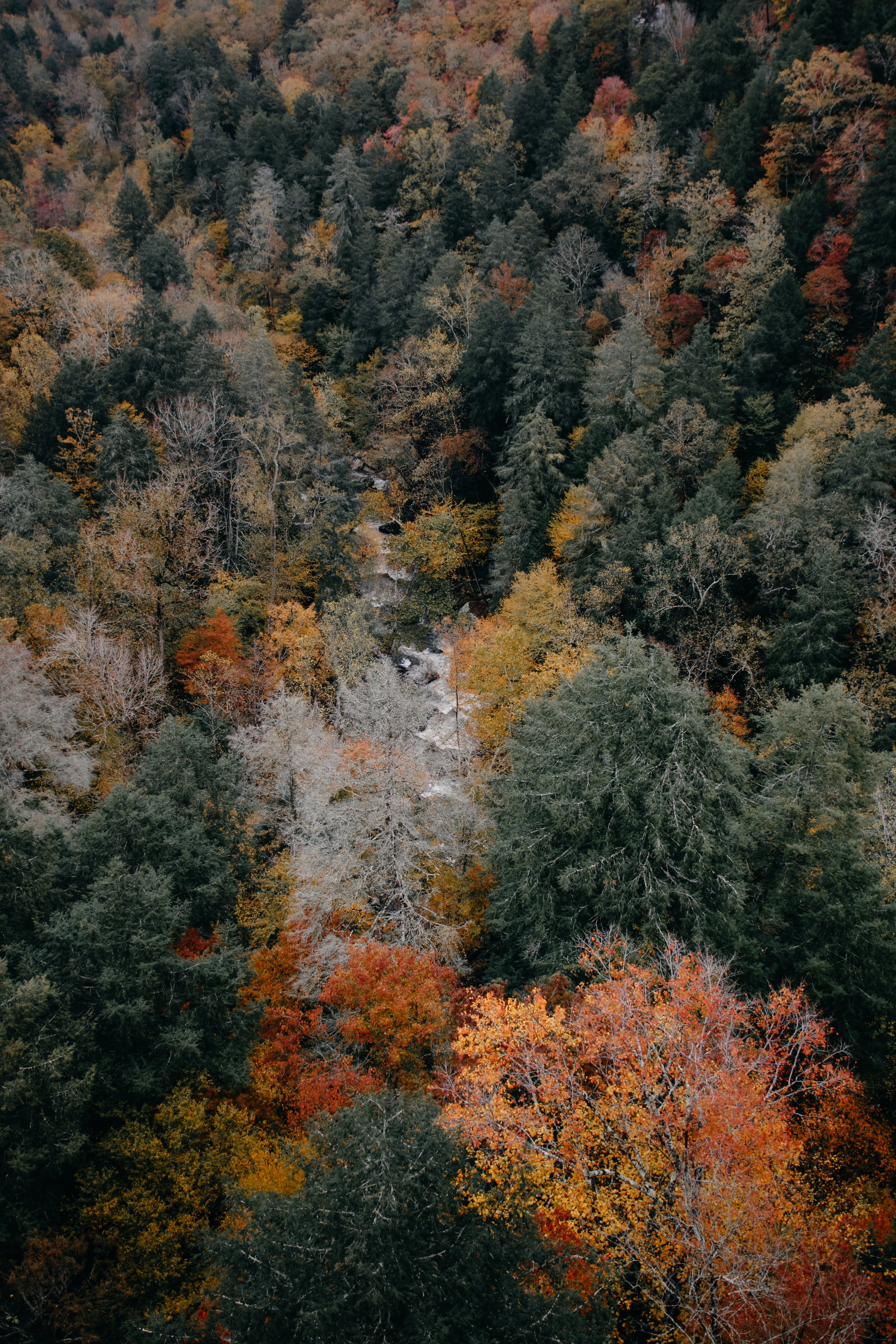 tranquility, outdoors, birds, land, scenics - nature, tranquil scene, forest, nature, autumn, tree, woods, high angle view, full frame, hidden, beauty in nature, Phone HD Wallpaper
