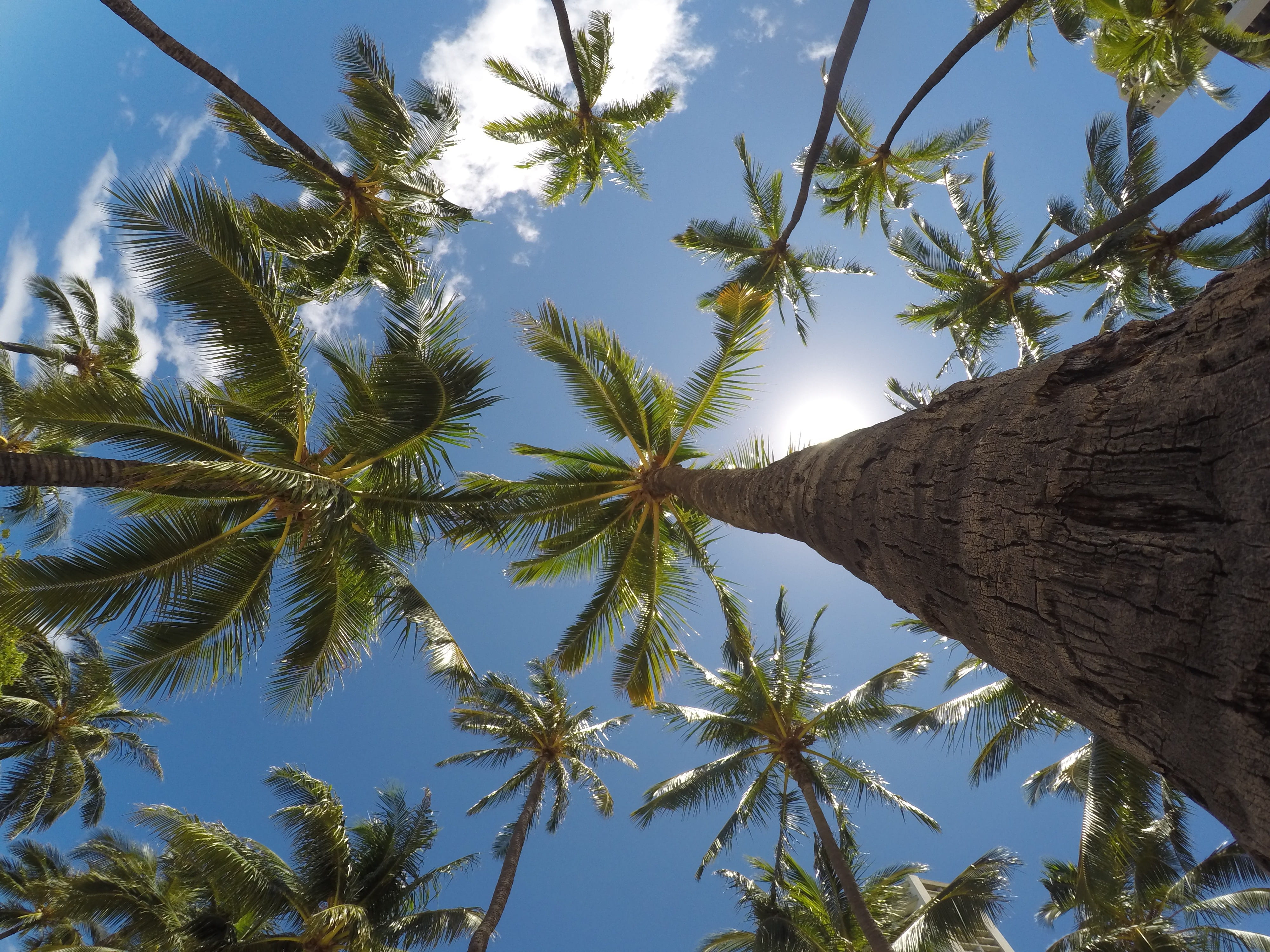 tree, tranquility, trunk, s, summer, eyeview, outdoors, day, palm tree, palm, environment, sunlight, palm leaf, directly below, nature, cloud - sky, 4K, HD Wallpaper