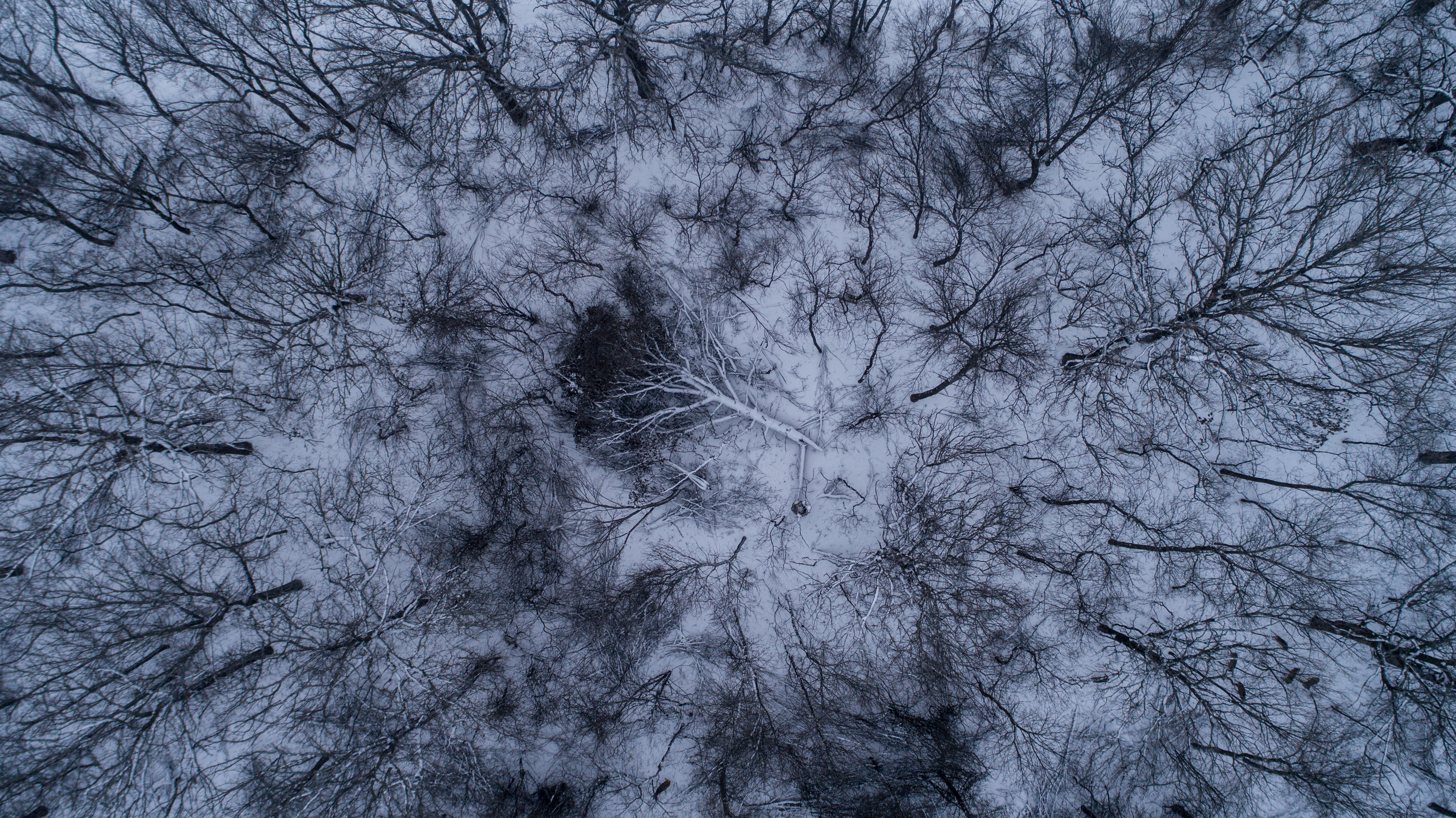 snow, eyeview, branch, bare, cold, beauty in nature, outdoors, winter, snowing, forest, bare tree, 5K, day, trees, nature, worm, textured, s, tranquility, HD Wallpaper